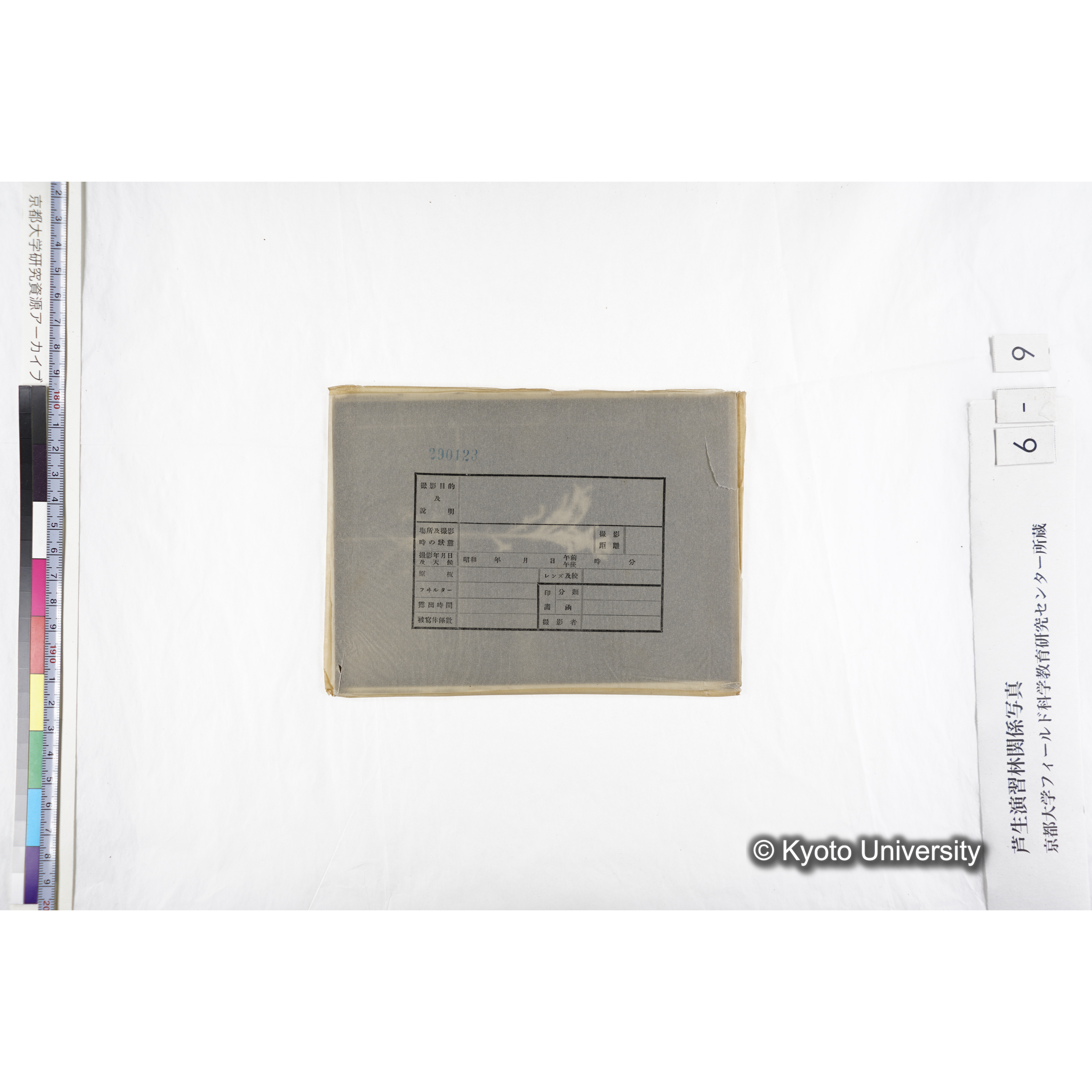 （ガラス乾板芦生柴田4-009）〔発芽と根〕 (4)