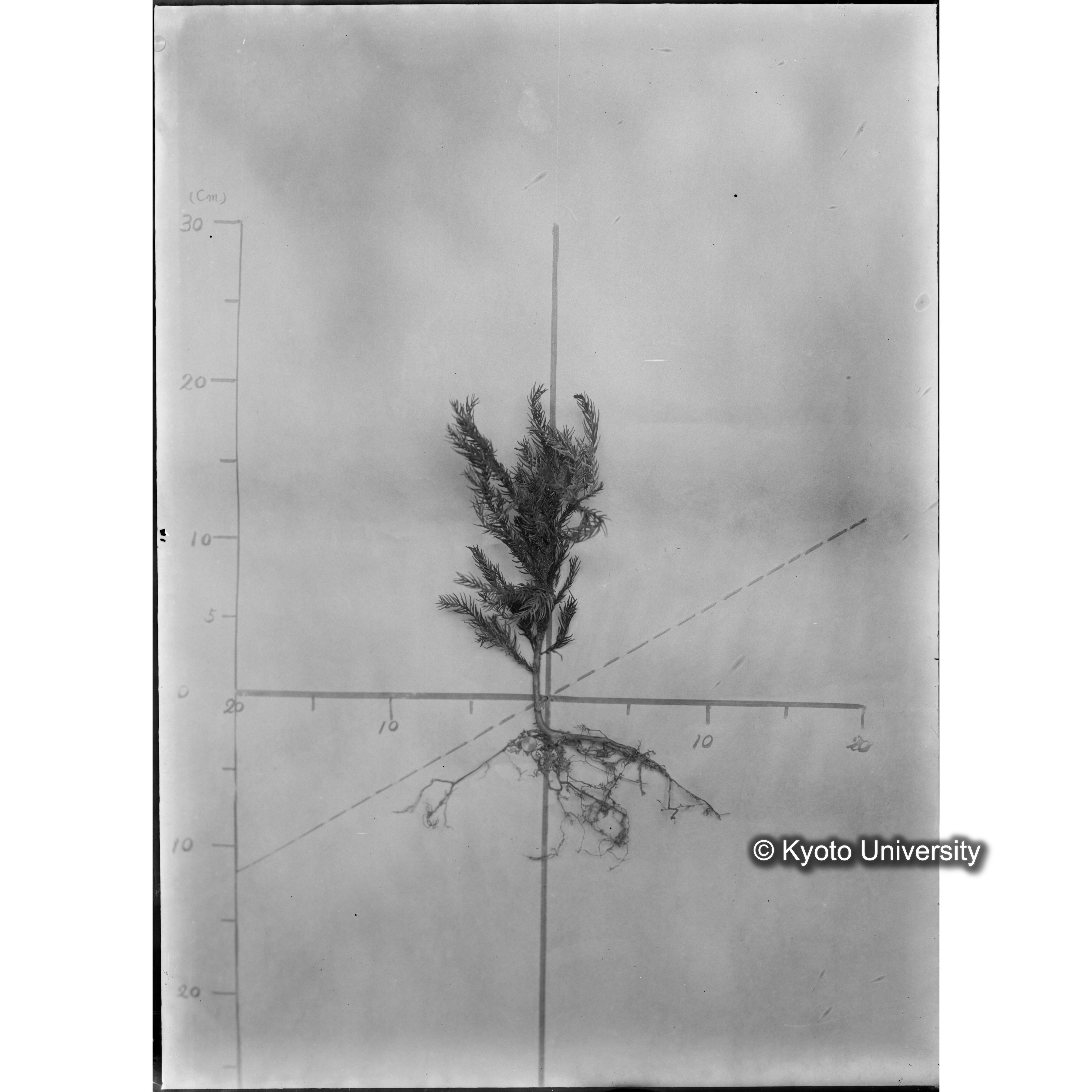 （ガラス乾板芦生柴田4-010）〔発芽と根〕 (1)