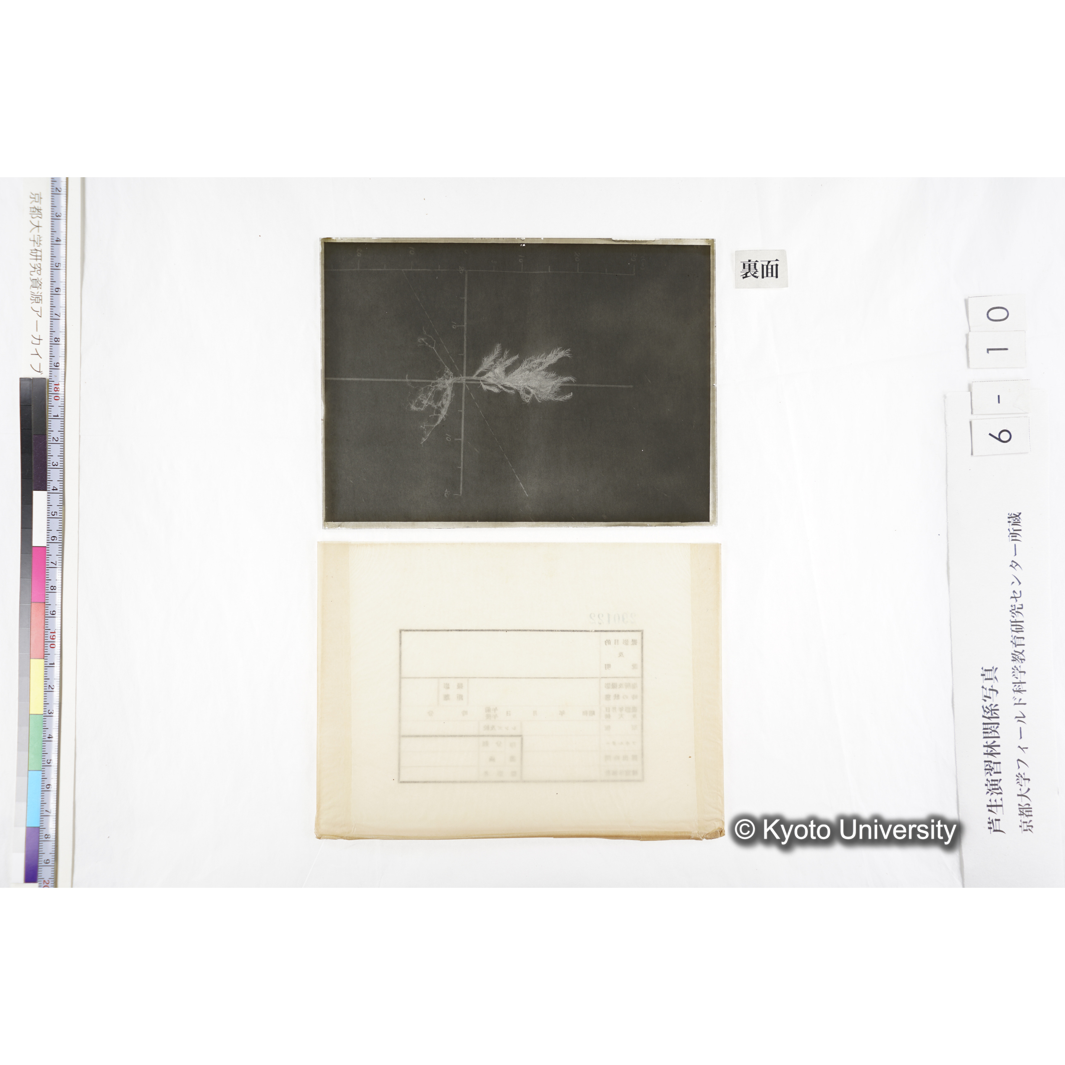 （ガラス乾板芦生柴田4-010）〔発芽と根〕 (2)