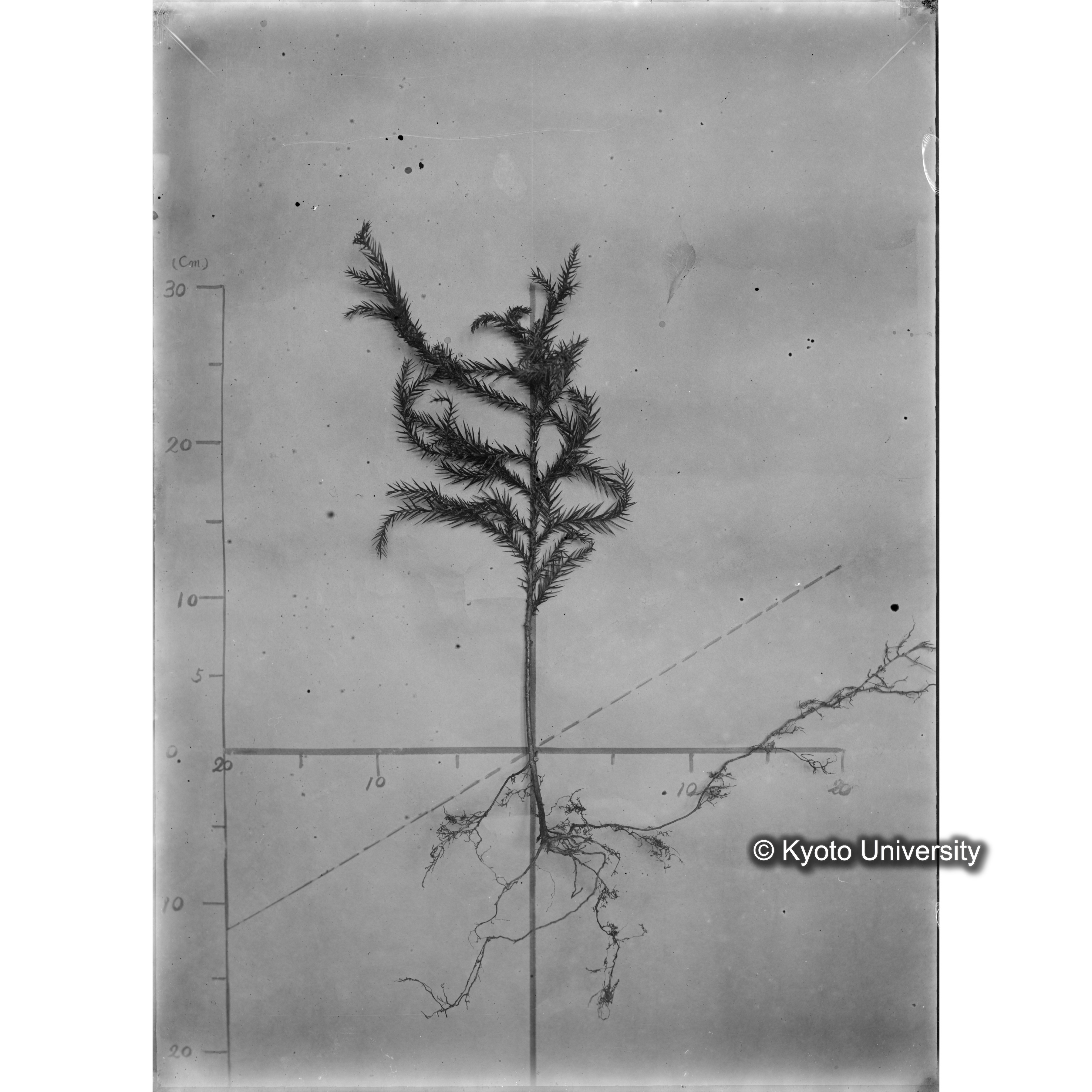 （ガラス乾板芦生柴田4-011）〔発芽と根〕 (1)