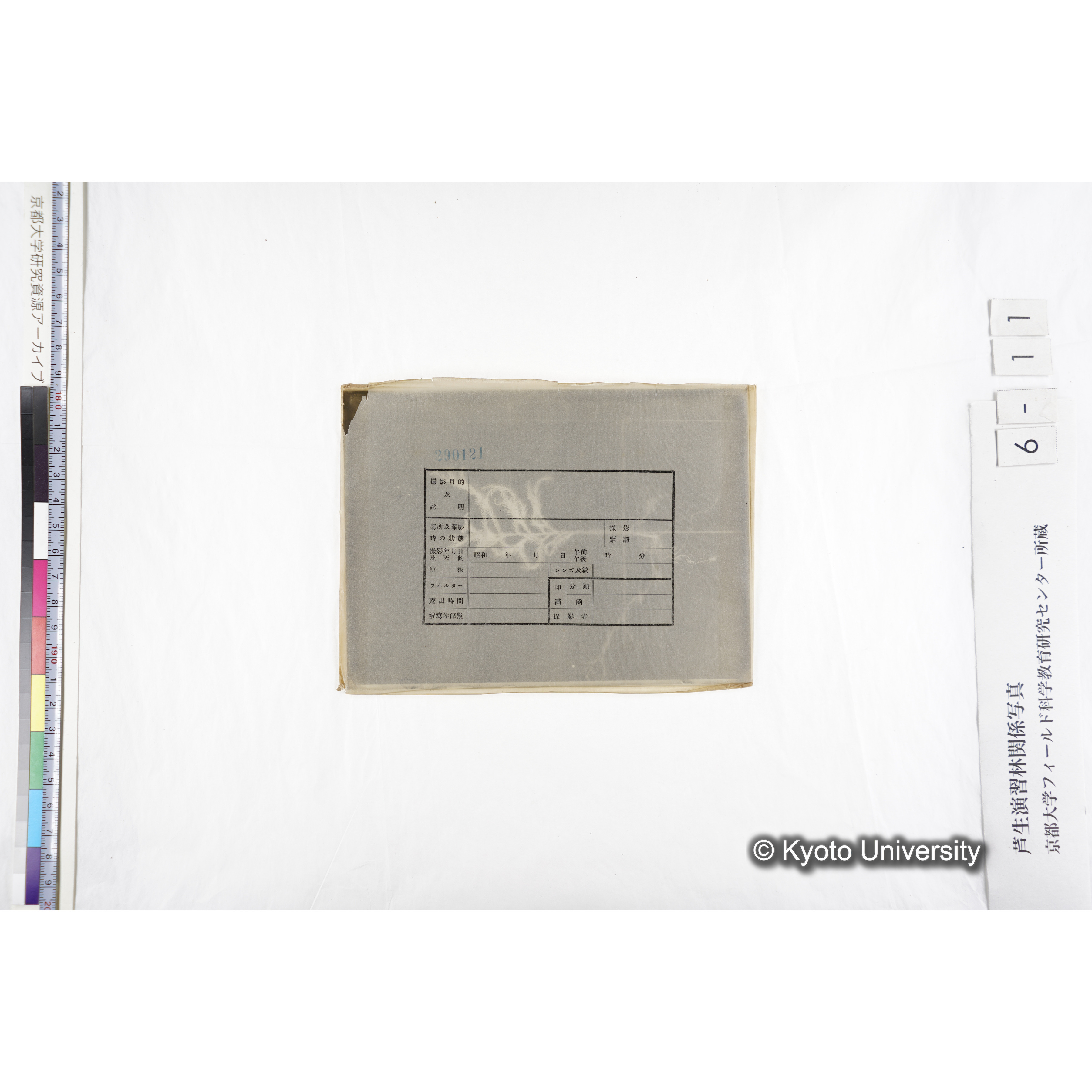 （ガラス乾板芦生柴田4-011）〔発芽と根〕 (2)