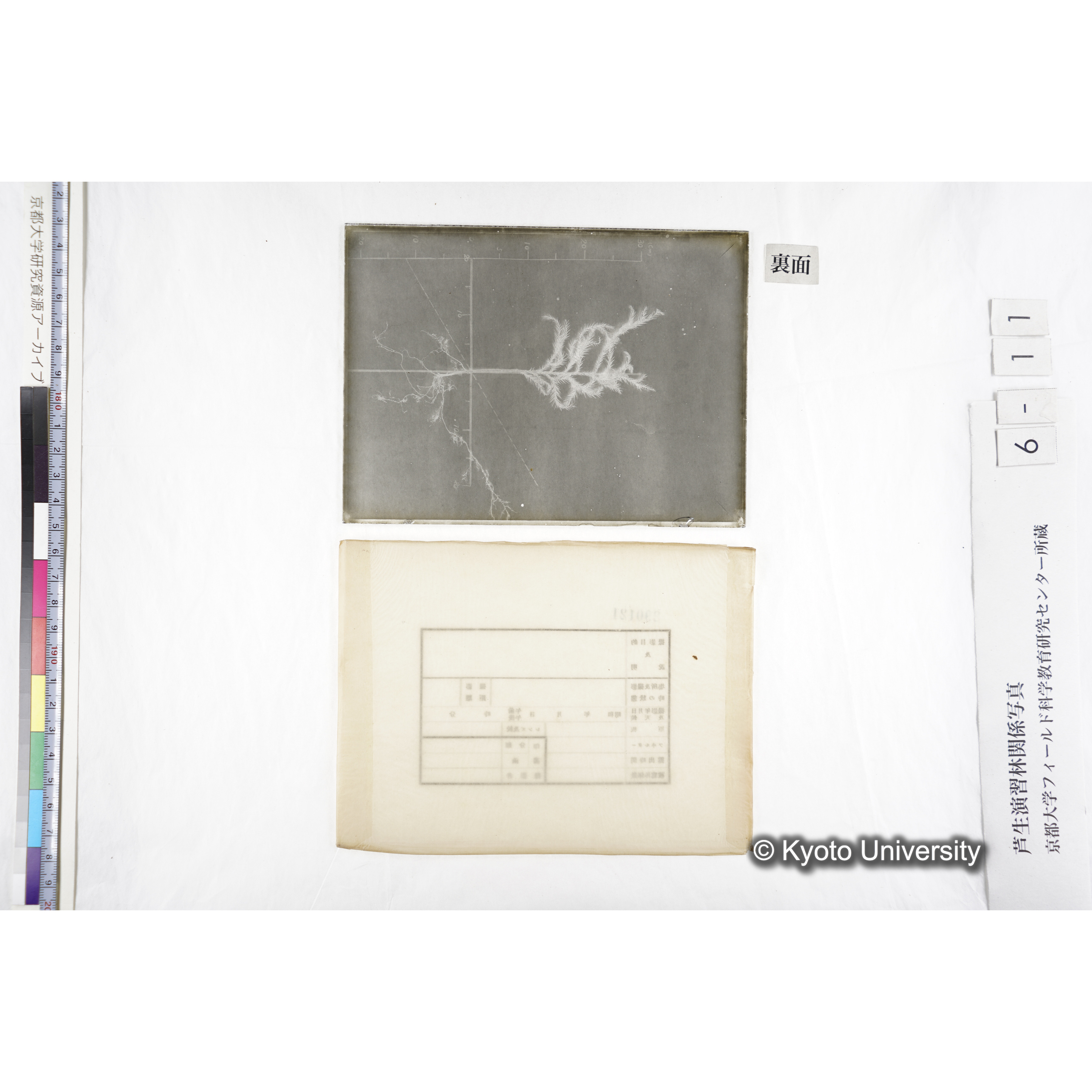 （ガラス乾板芦生柴田4-011）〔発芽と根〕 (4)