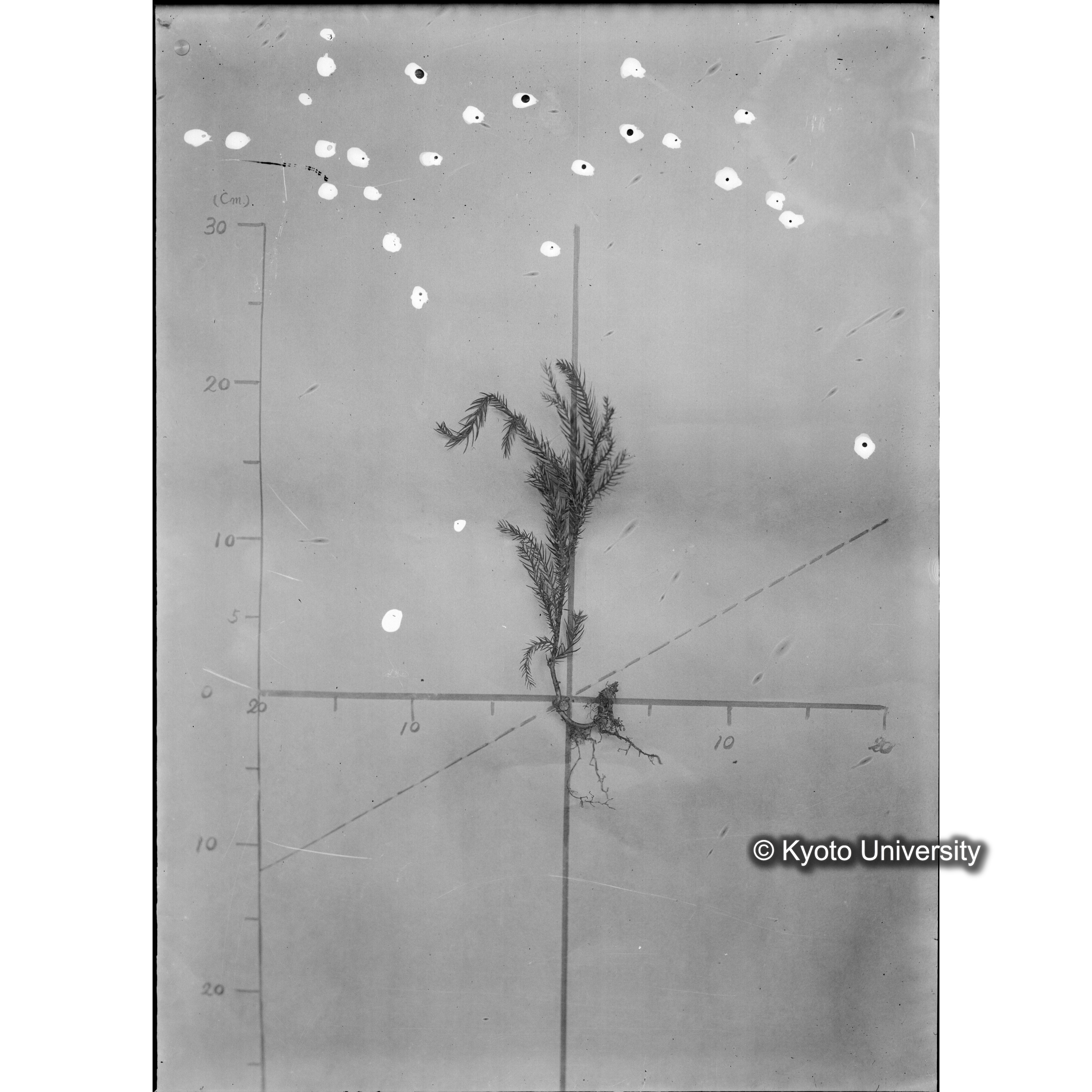 （ガラス乾板芦生柴田4-012）〔発芽と根〕 (1)