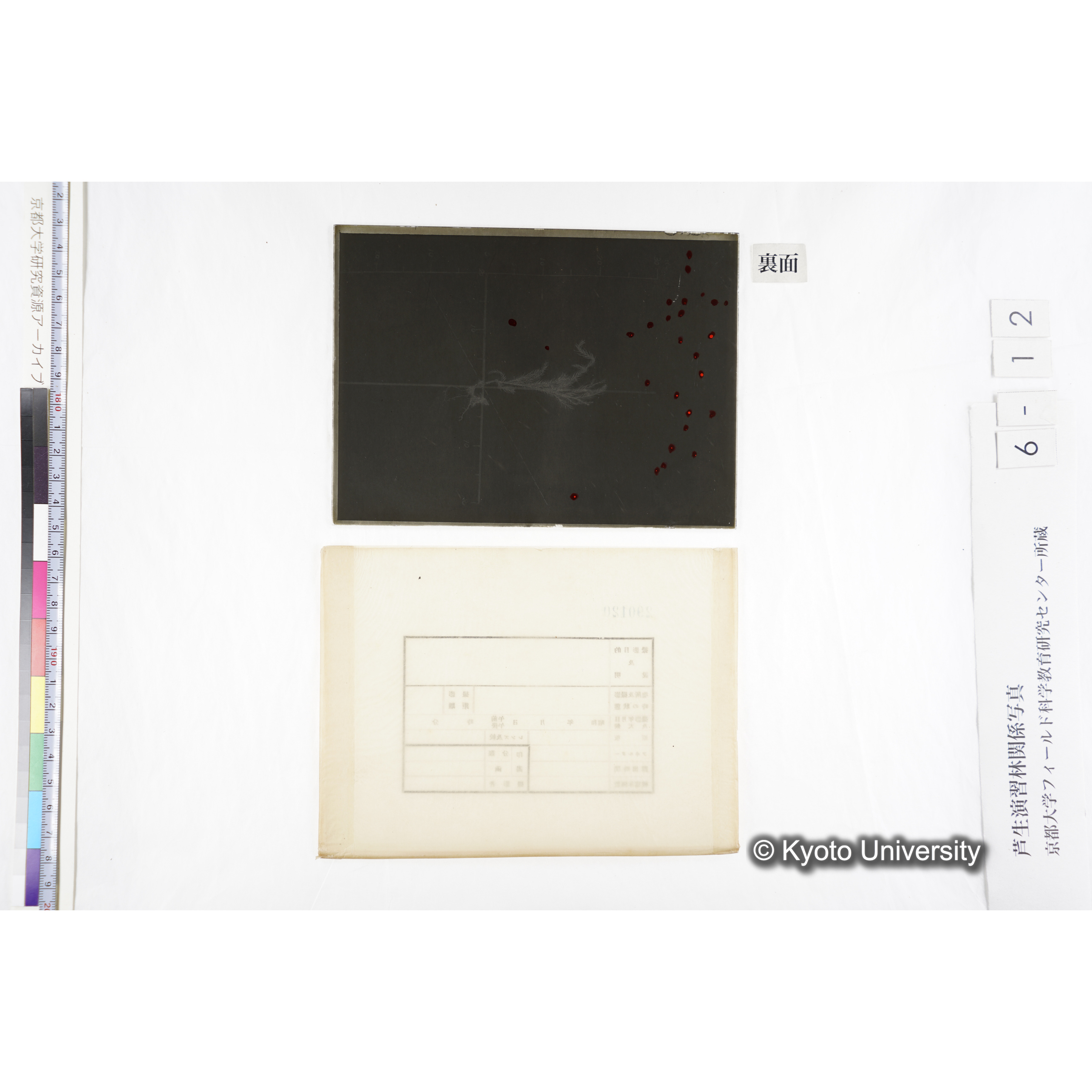 （ガラス乾板芦生柴田4-012）〔発芽と根〕 (2)