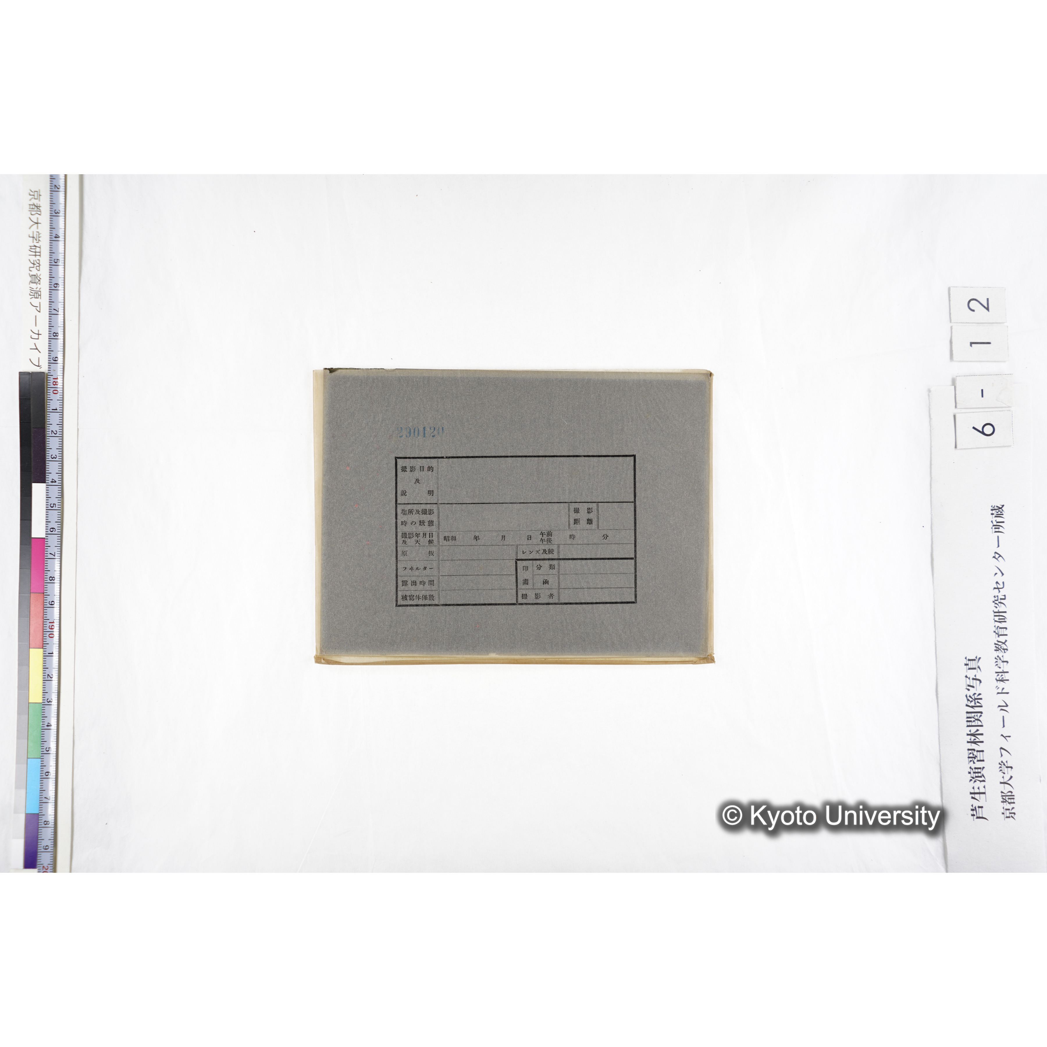 （ガラス乾板芦生柴田4-012）〔発芽と根〕 (3)