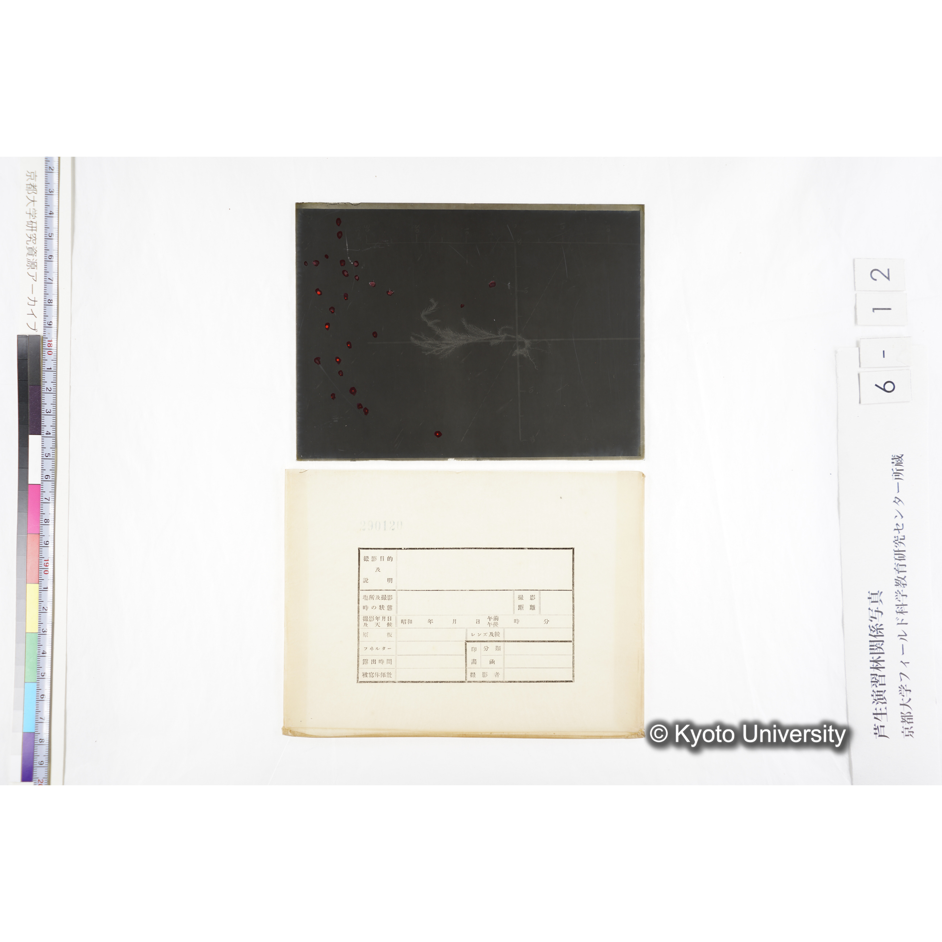 （ガラス乾板芦生柴田4-012）〔発芽と根〕 (4)