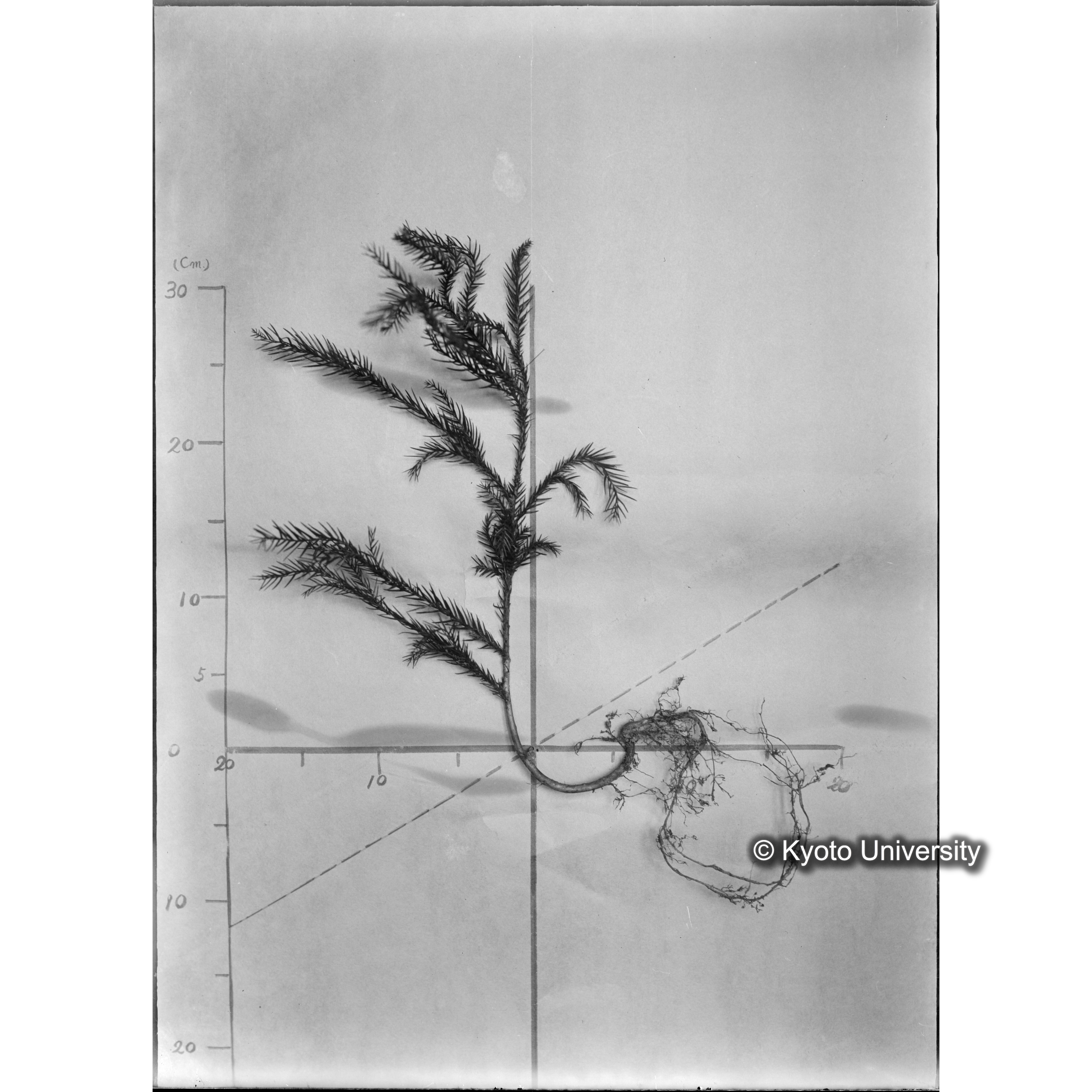 （ガラス乾板芦生柴田4-013）〔発芽と根〕 (1)