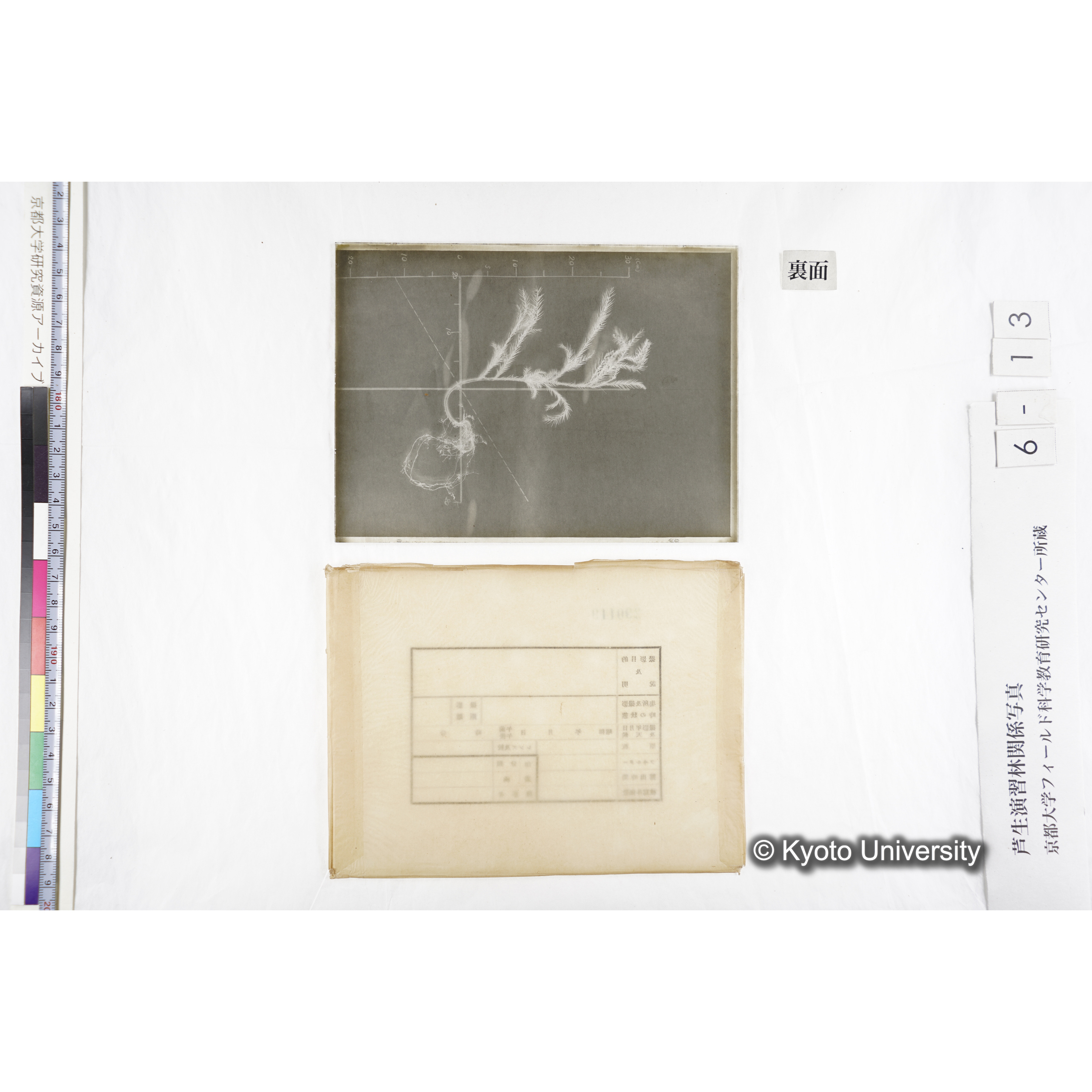 （ガラス乾板芦生柴田4-013）〔発芽と根〕 (2)