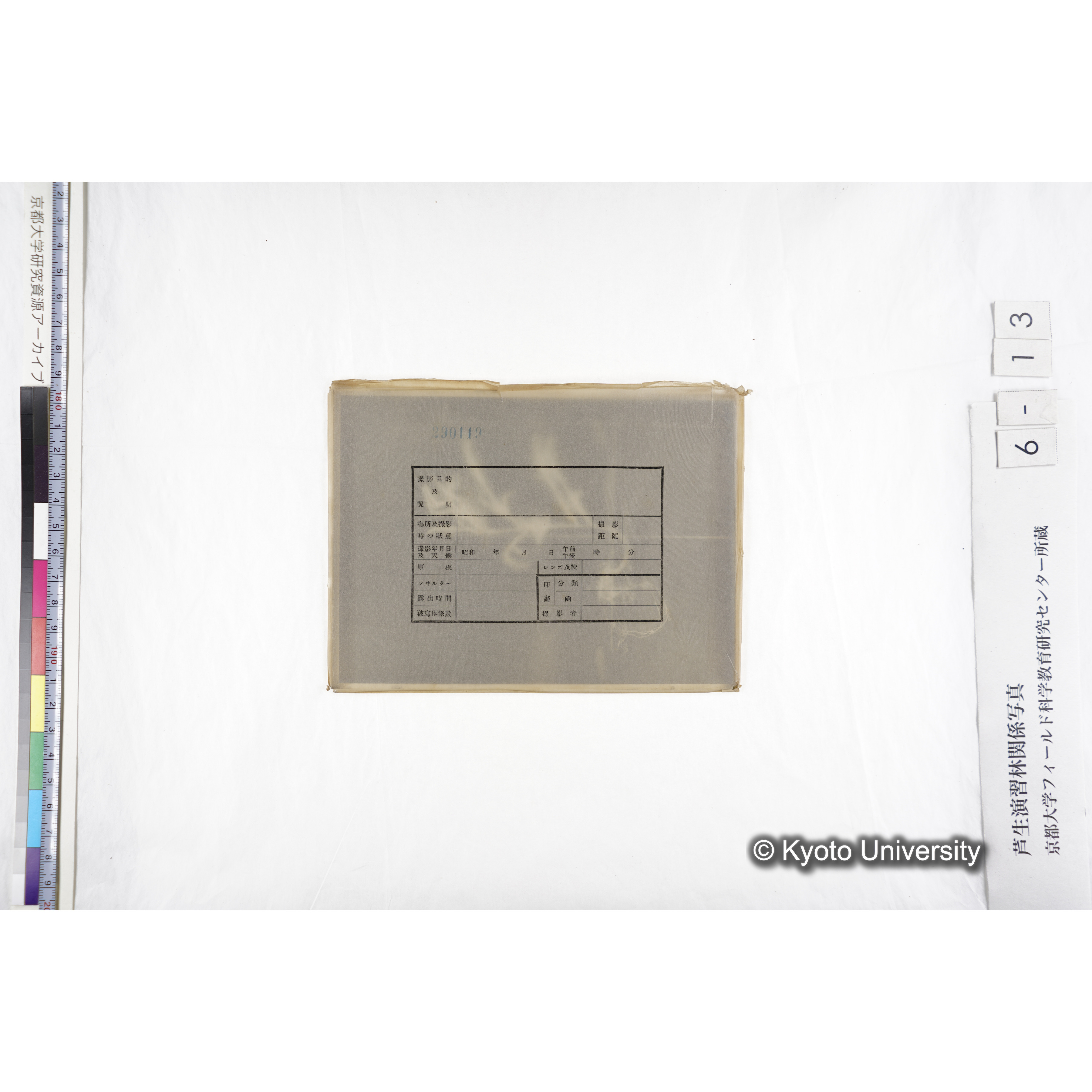 （ガラス乾板芦生柴田4-013）〔発芽と根〕 (3)