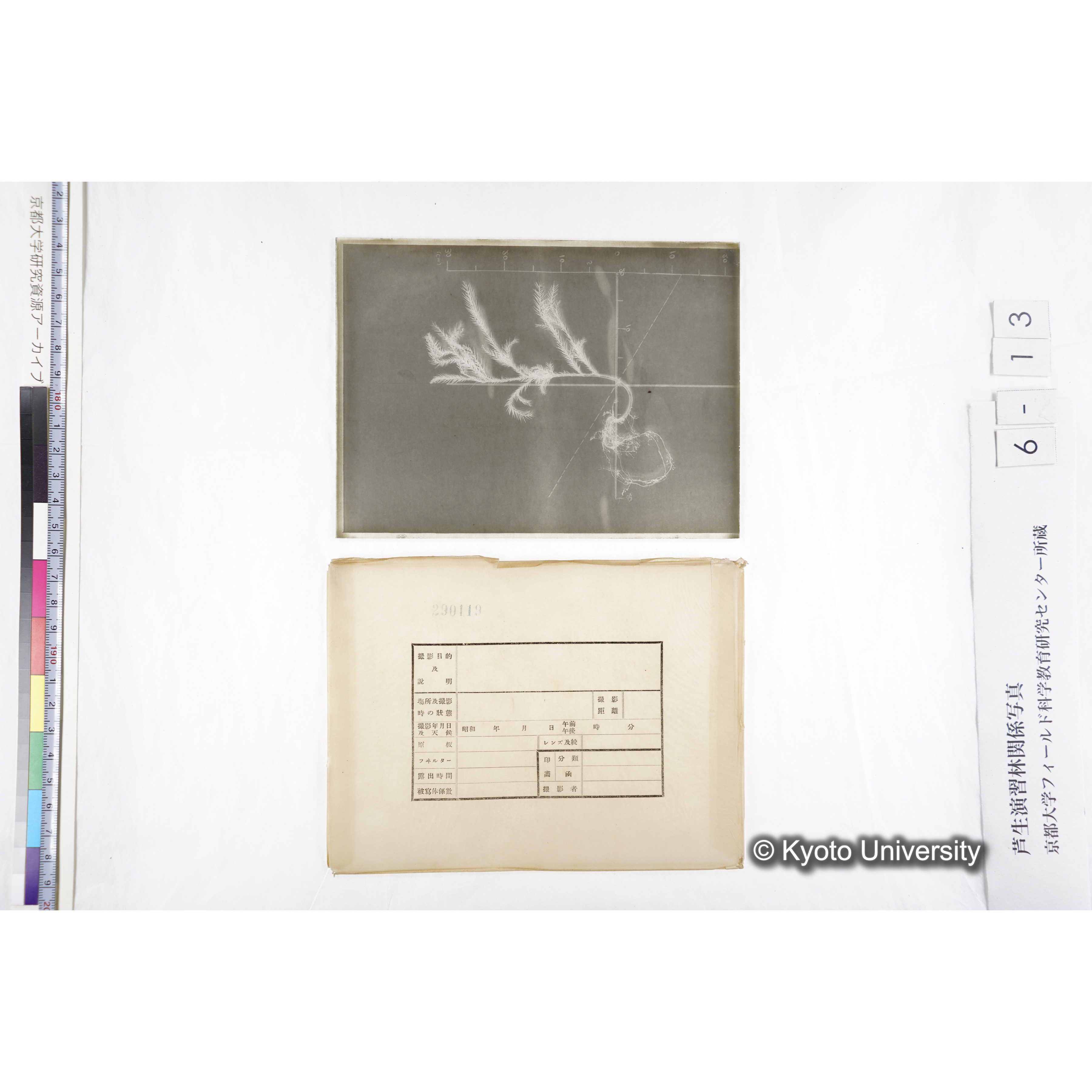 （ガラス乾板芦生柴田4-013）〔発芽と根〕 (4)