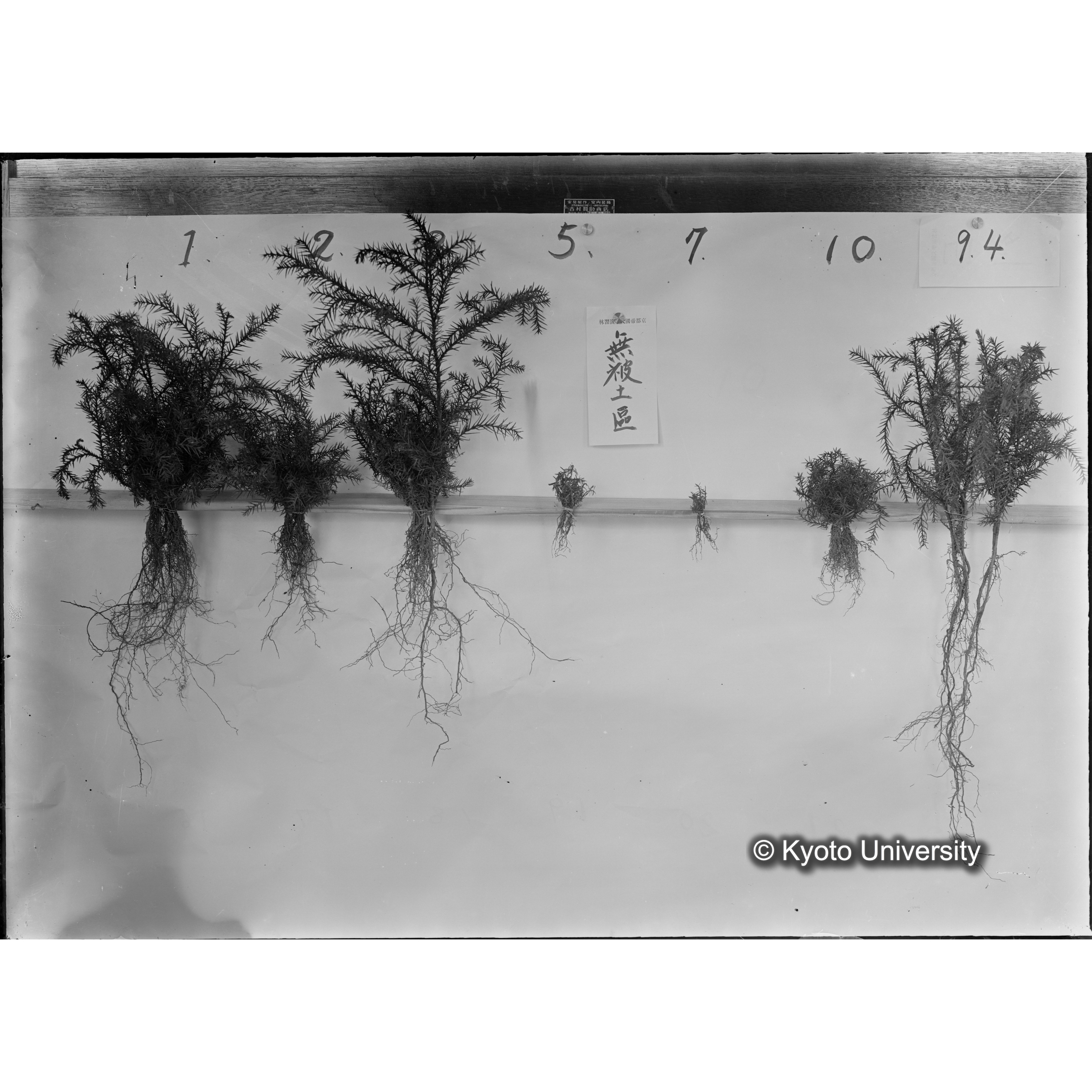 〔発芽と根６つの比較写真「無被土区」〕 (1)