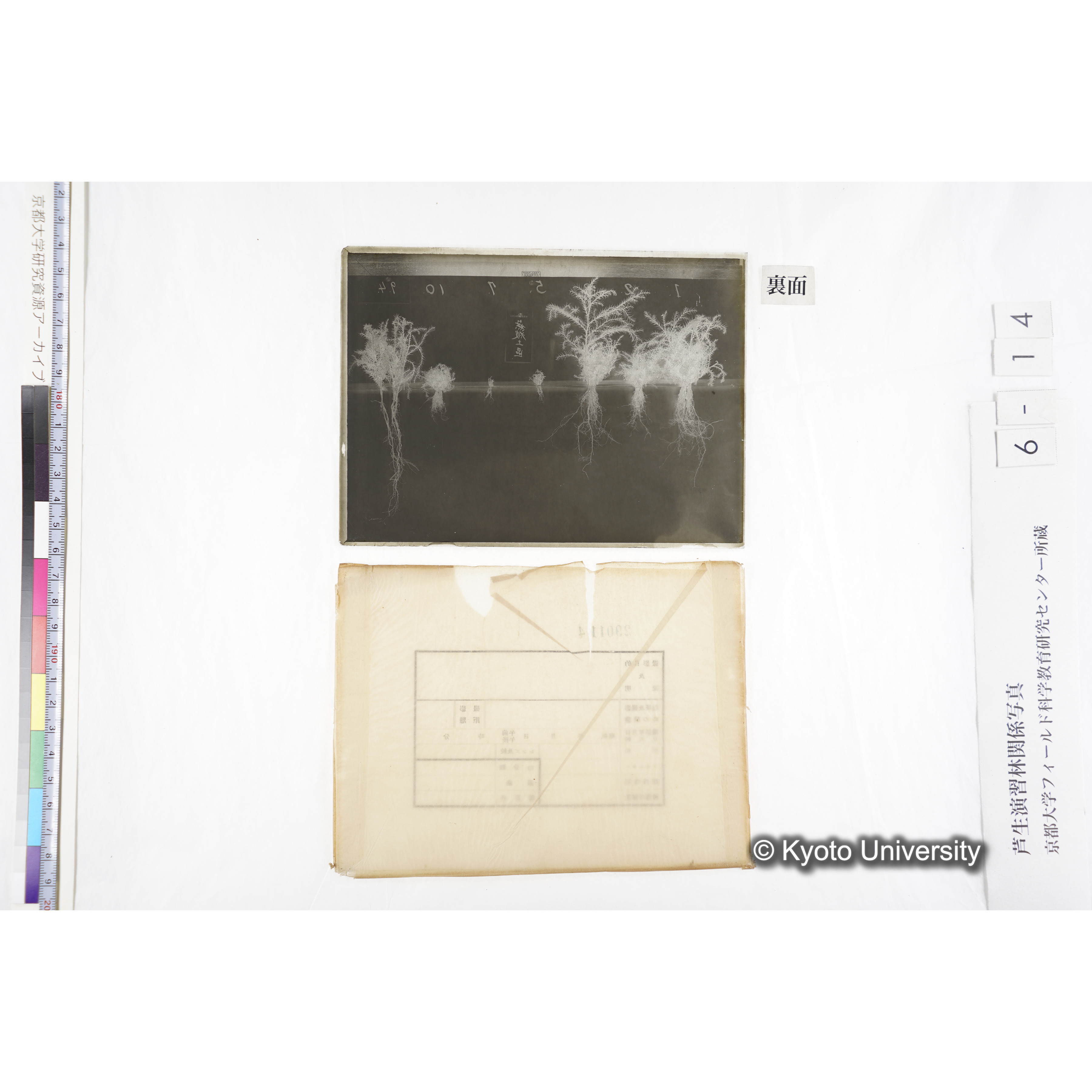 〔発芽と根６つの比較写真「無被土区」〕 (2)