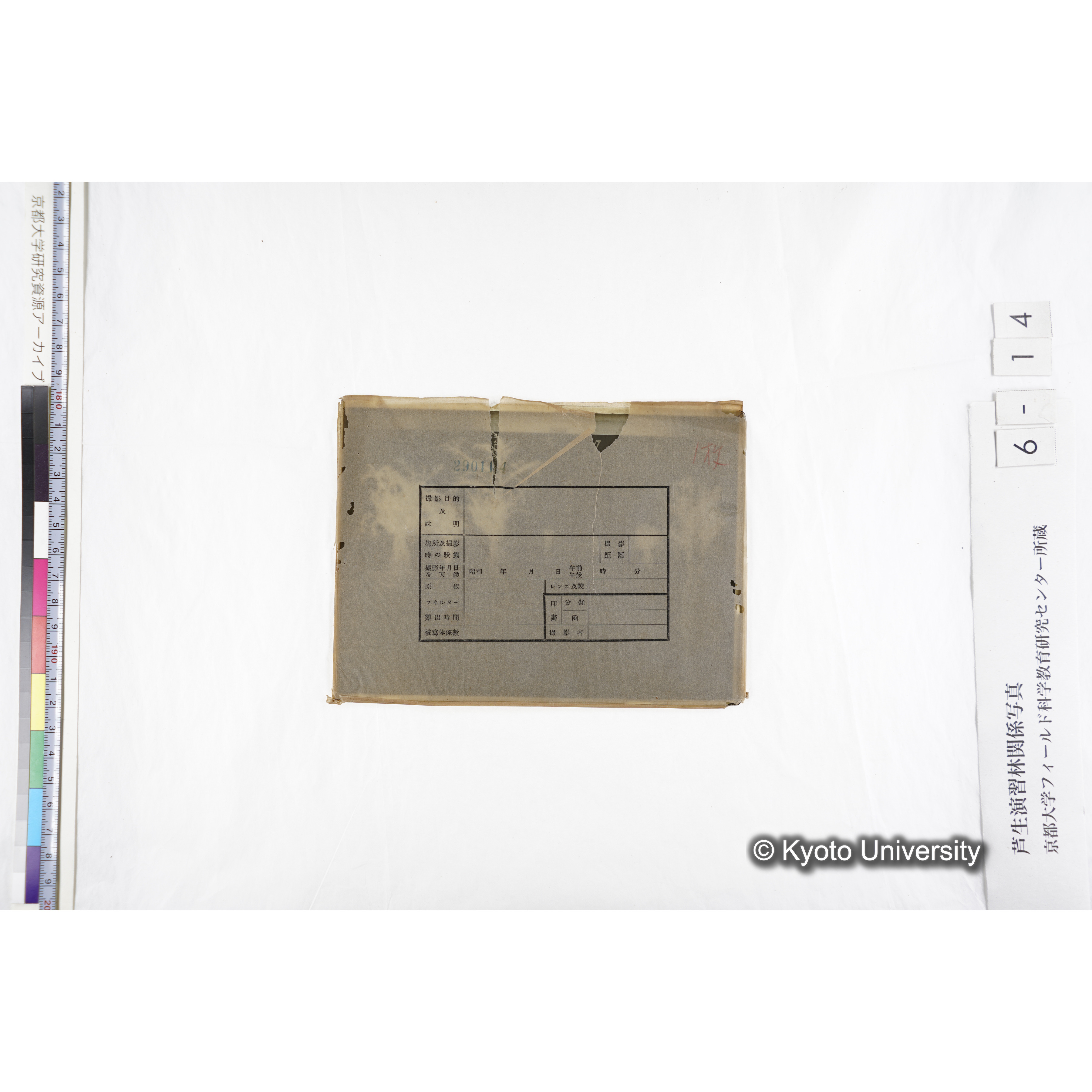 〔発芽と根６つの比較写真「無被土区」〕 (3)