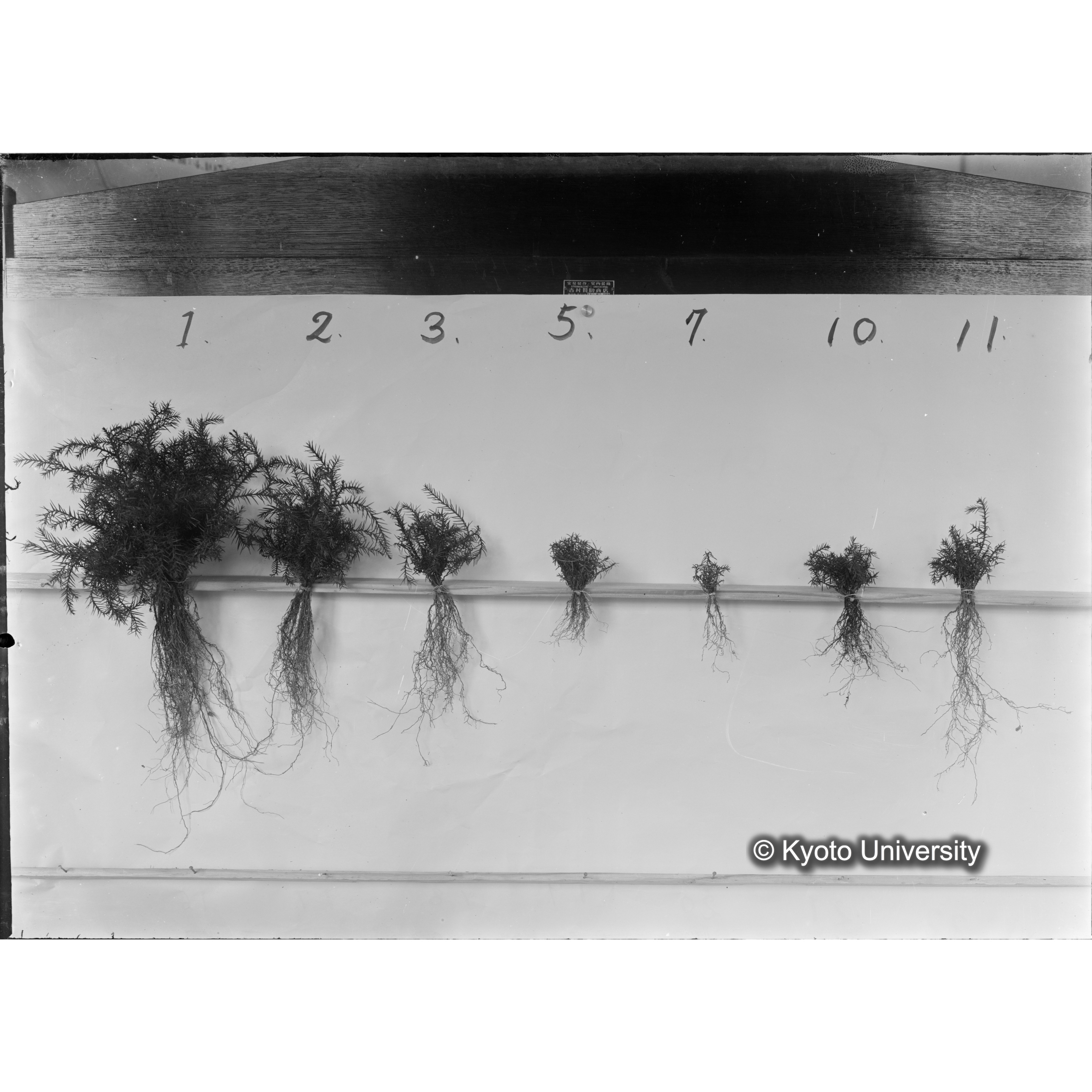 〔発芽と根６つの比較写真〕 (1)