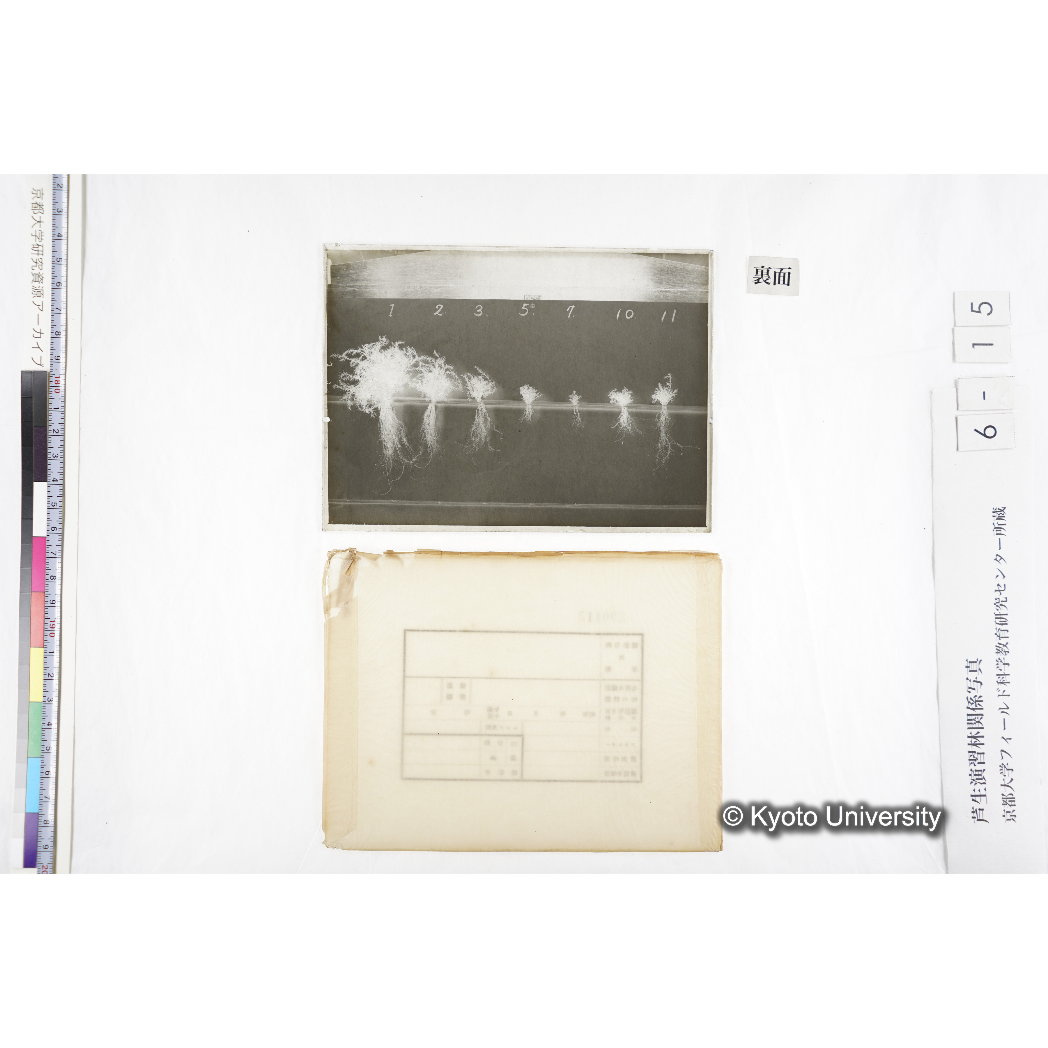 〔発芽と根６つの比較写真〕 (2)