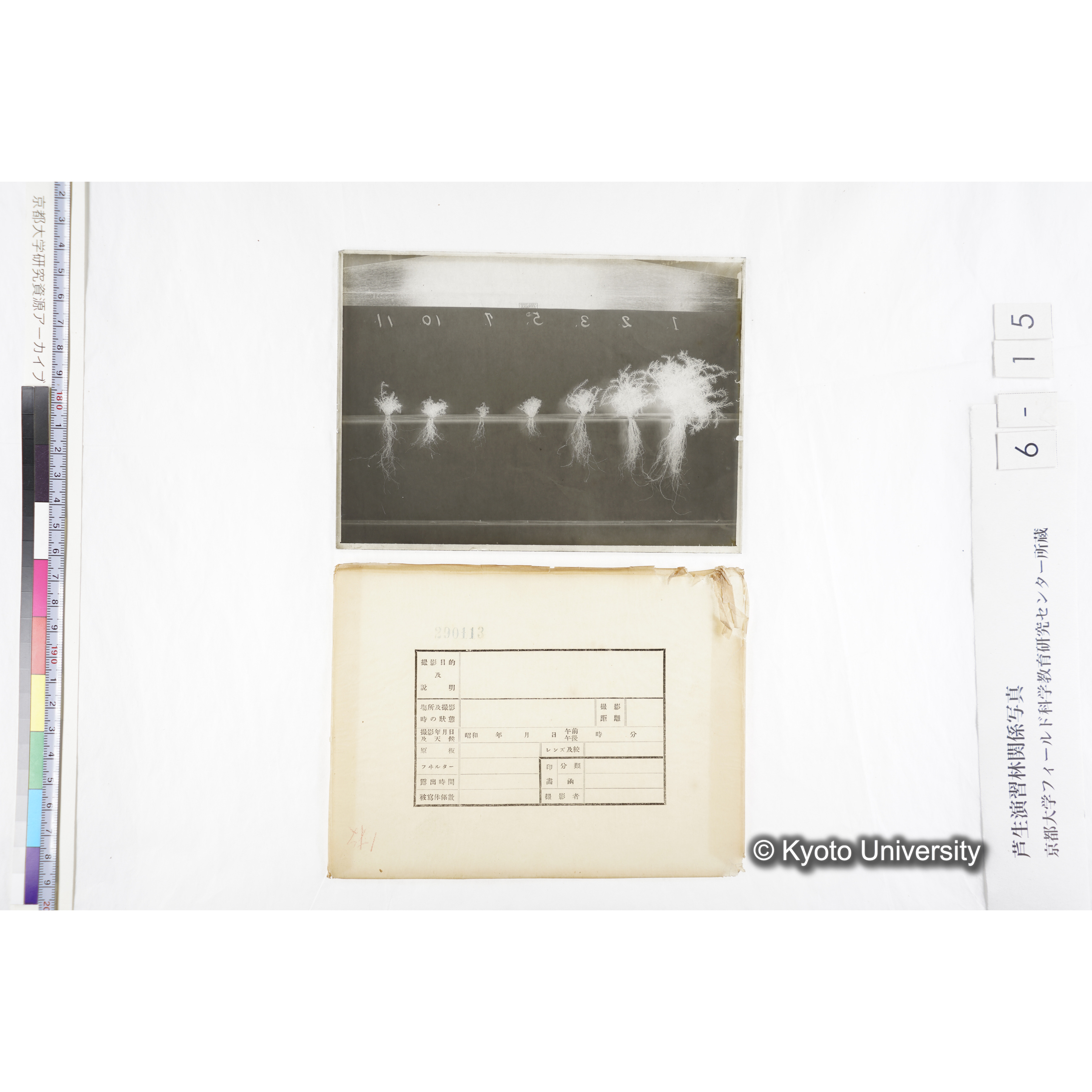 〔発芽と根６つの比較写真〕 (3)