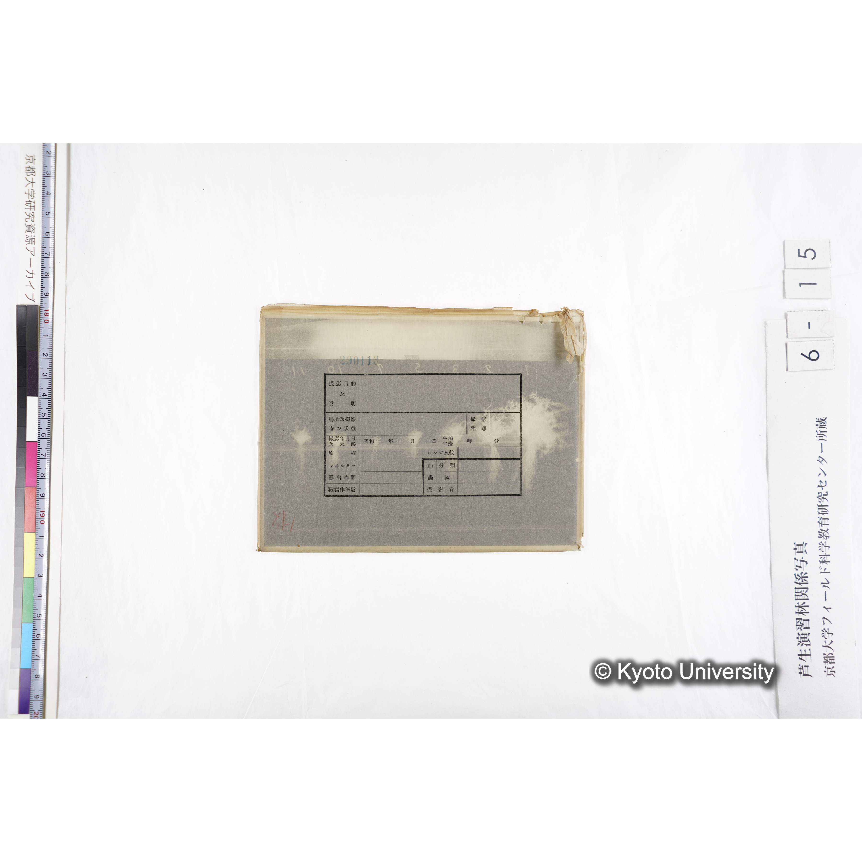 〔発芽と根６つの比較写真〕 (4)