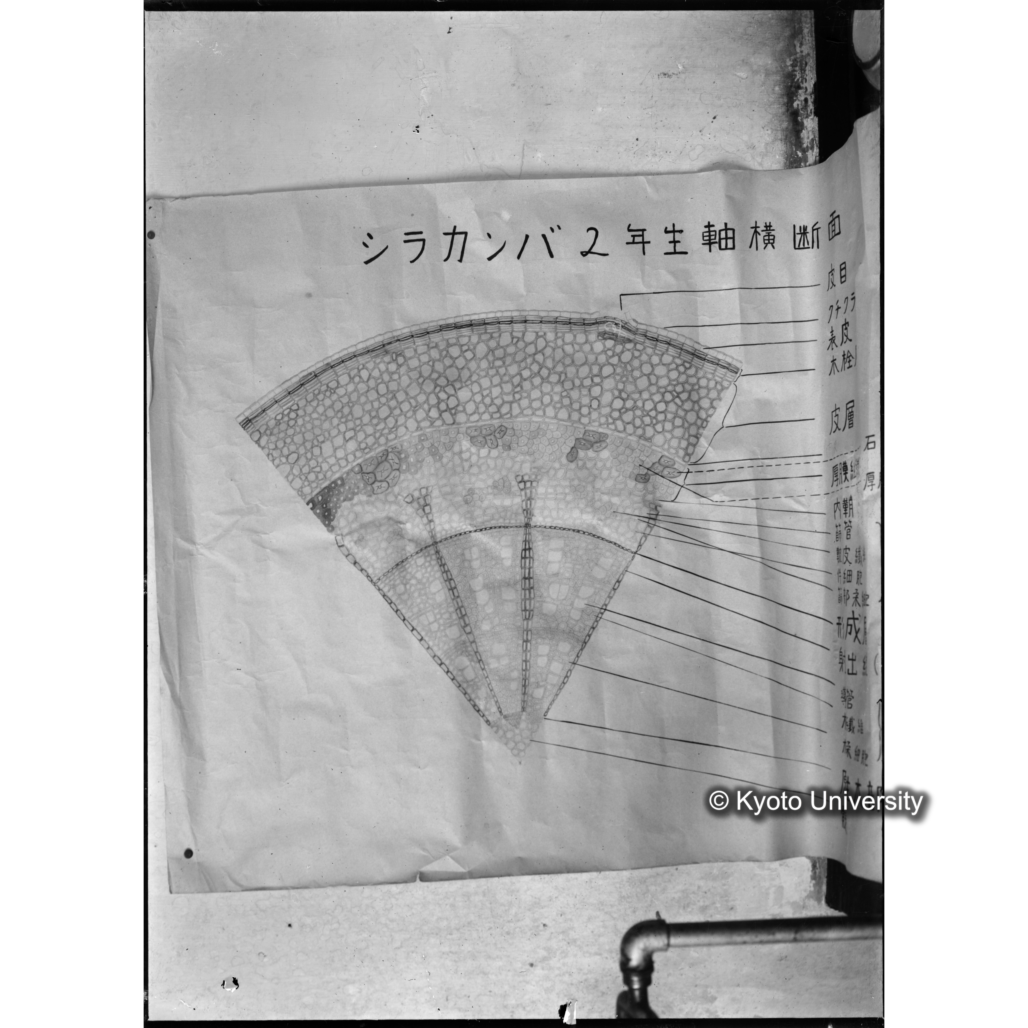 〔図「シラカンバ２年生軸横断面〕 (1)