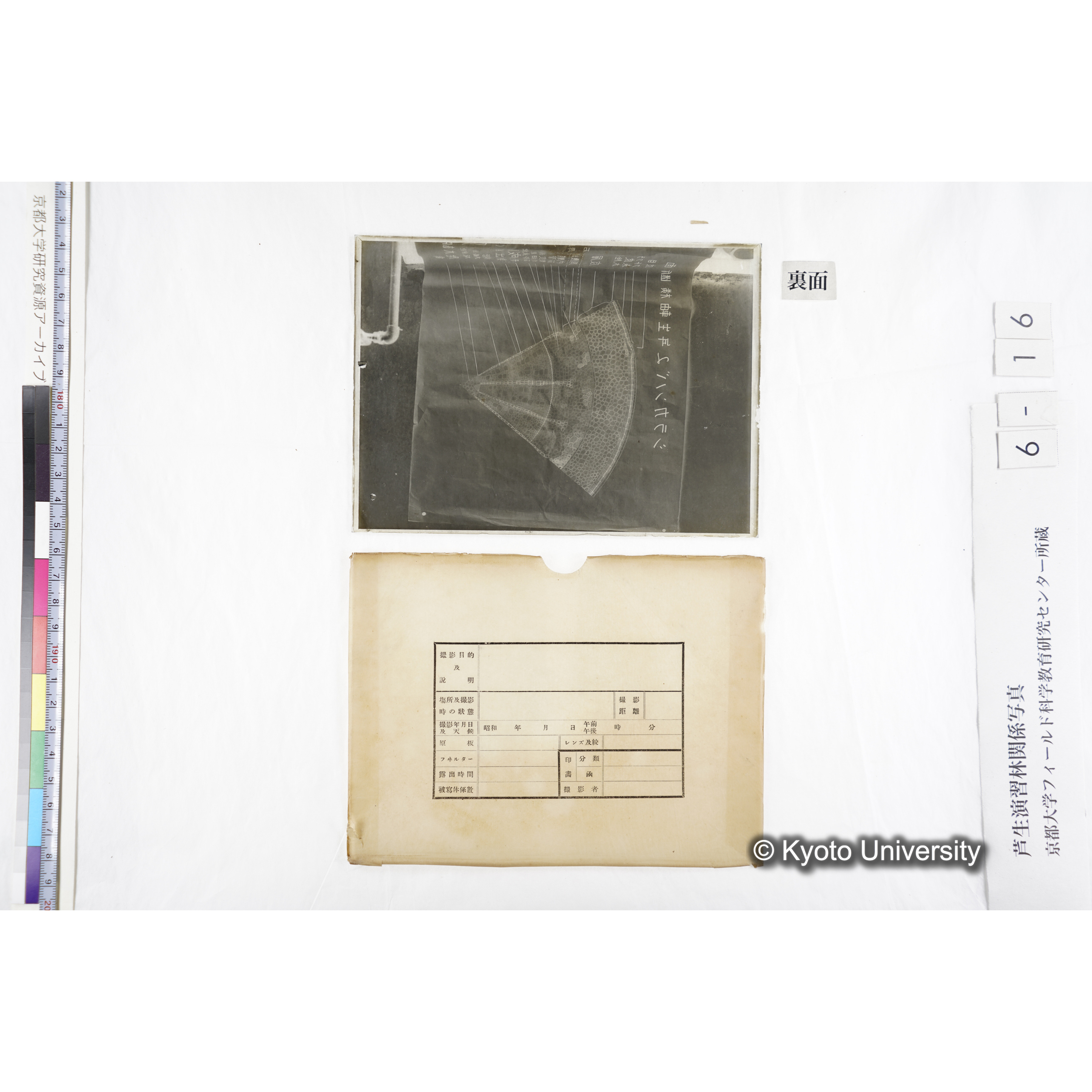 〔図「シラカンバ２年生軸横断面〕 (2)