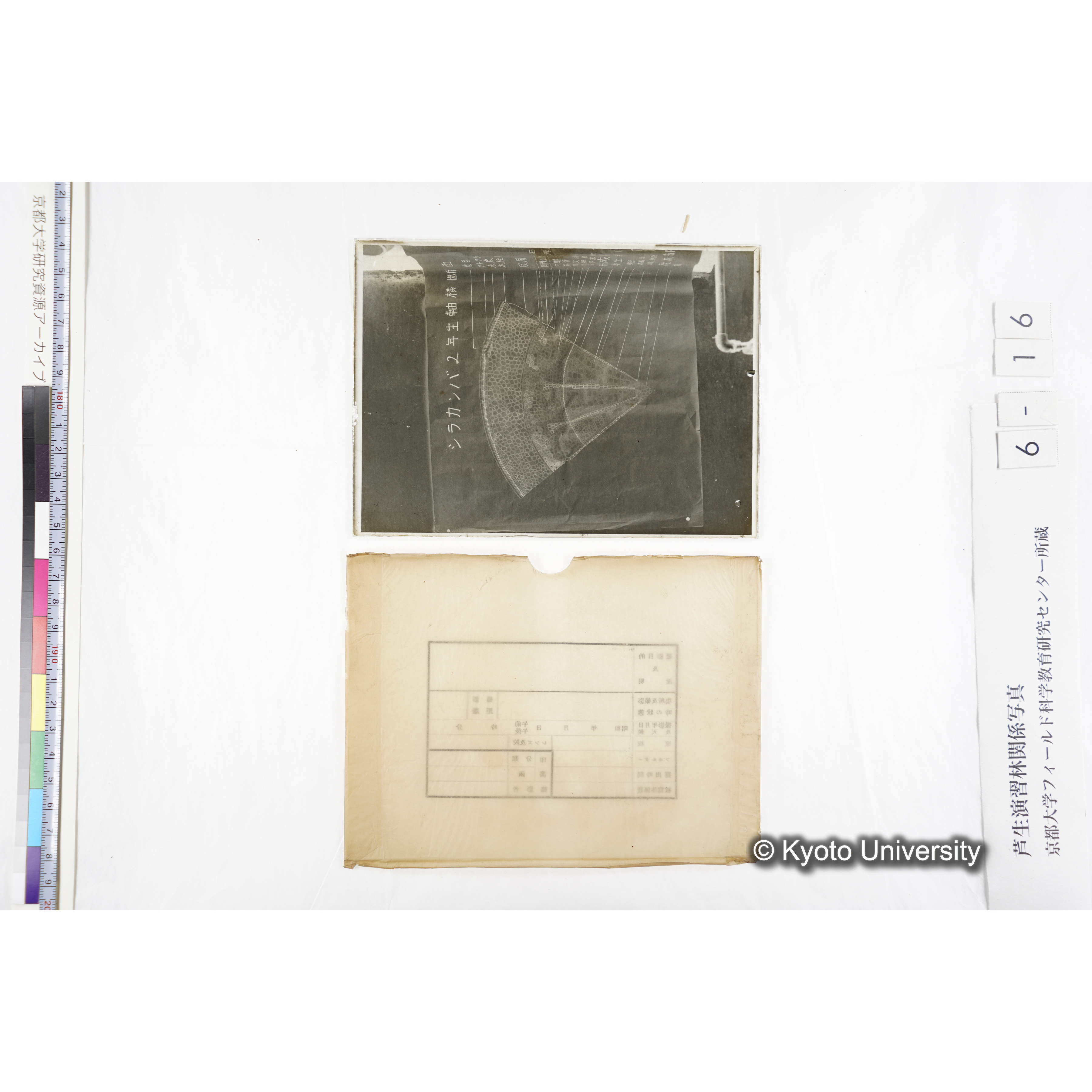 〔図「シラカンバ２年生軸横断面〕 (3)