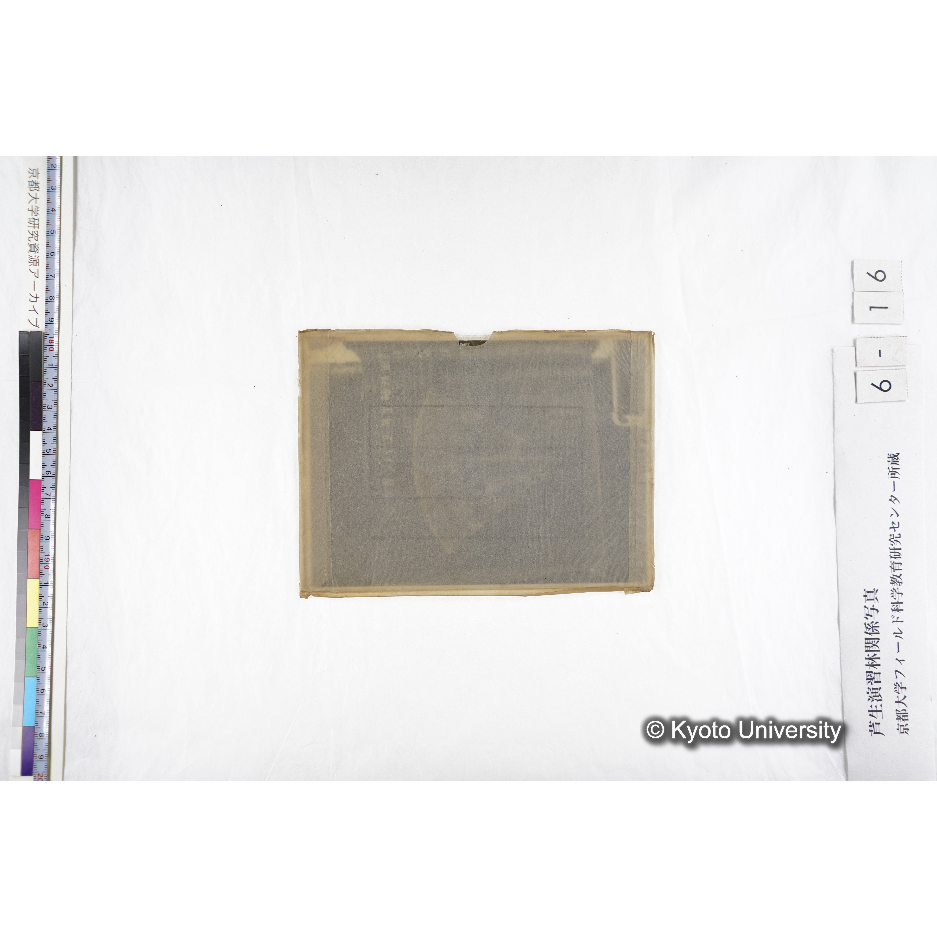 〔図「シラカンバ２年生軸横断面〕 (4)