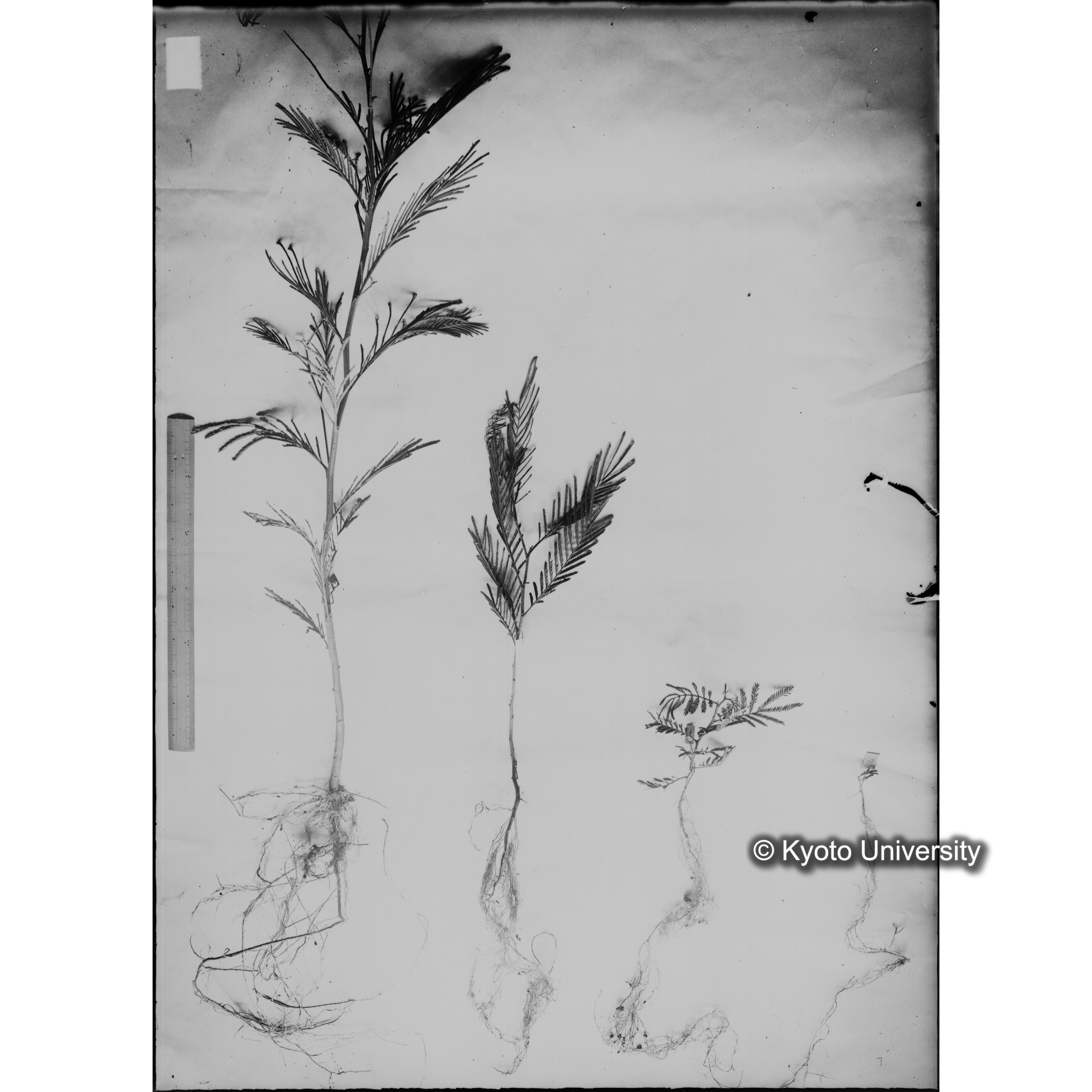 〔発芽と根４つの比較写真　左肩に「4」と書かれた紙で貼り付けられている〕 (1)