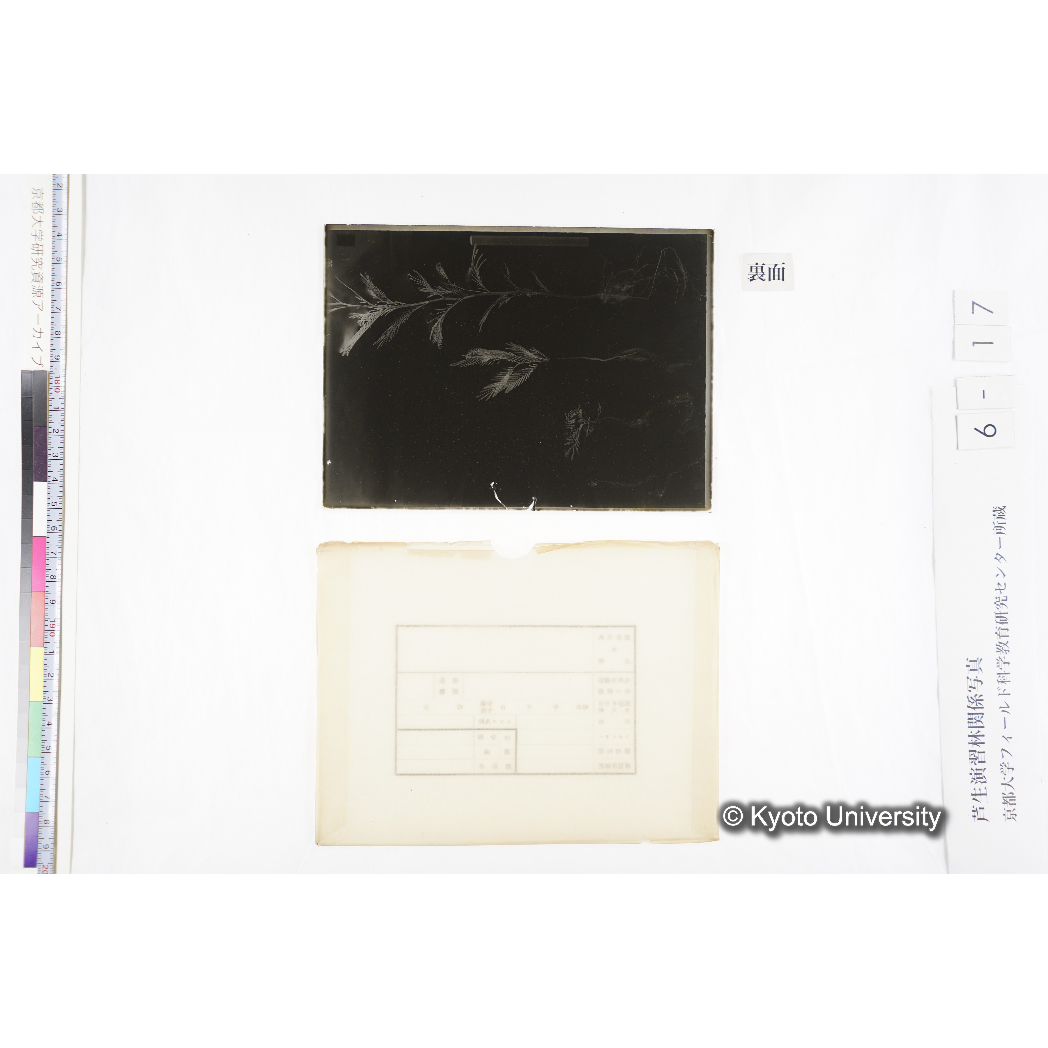 〔発芽と根４つの比較写真　左肩に「4」と書かれた紙で貼り付けられている〕 (2)