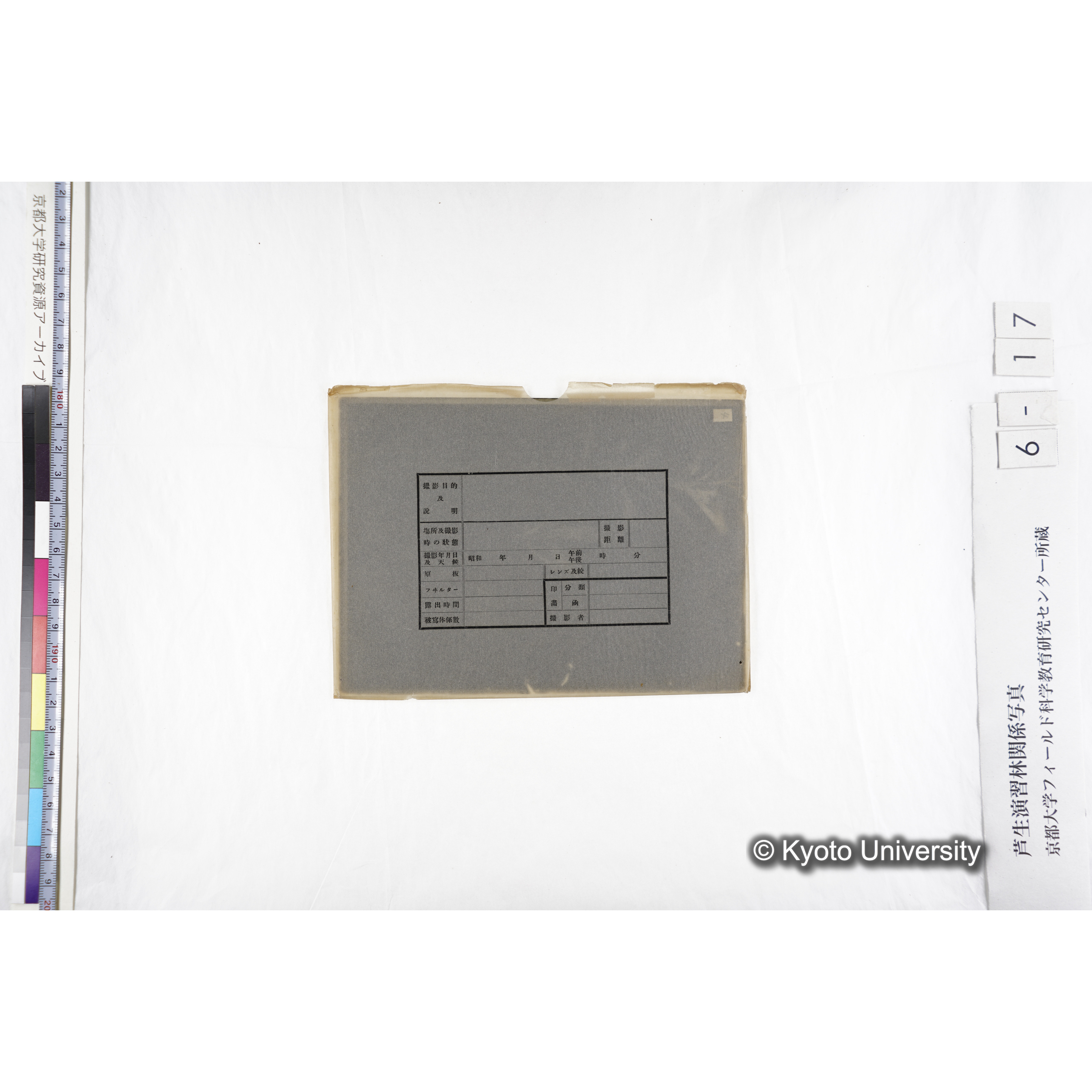 〔発芽と根４つの比較写真　左肩に「4」と書かれた紙で貼り付けられている〕 (3)