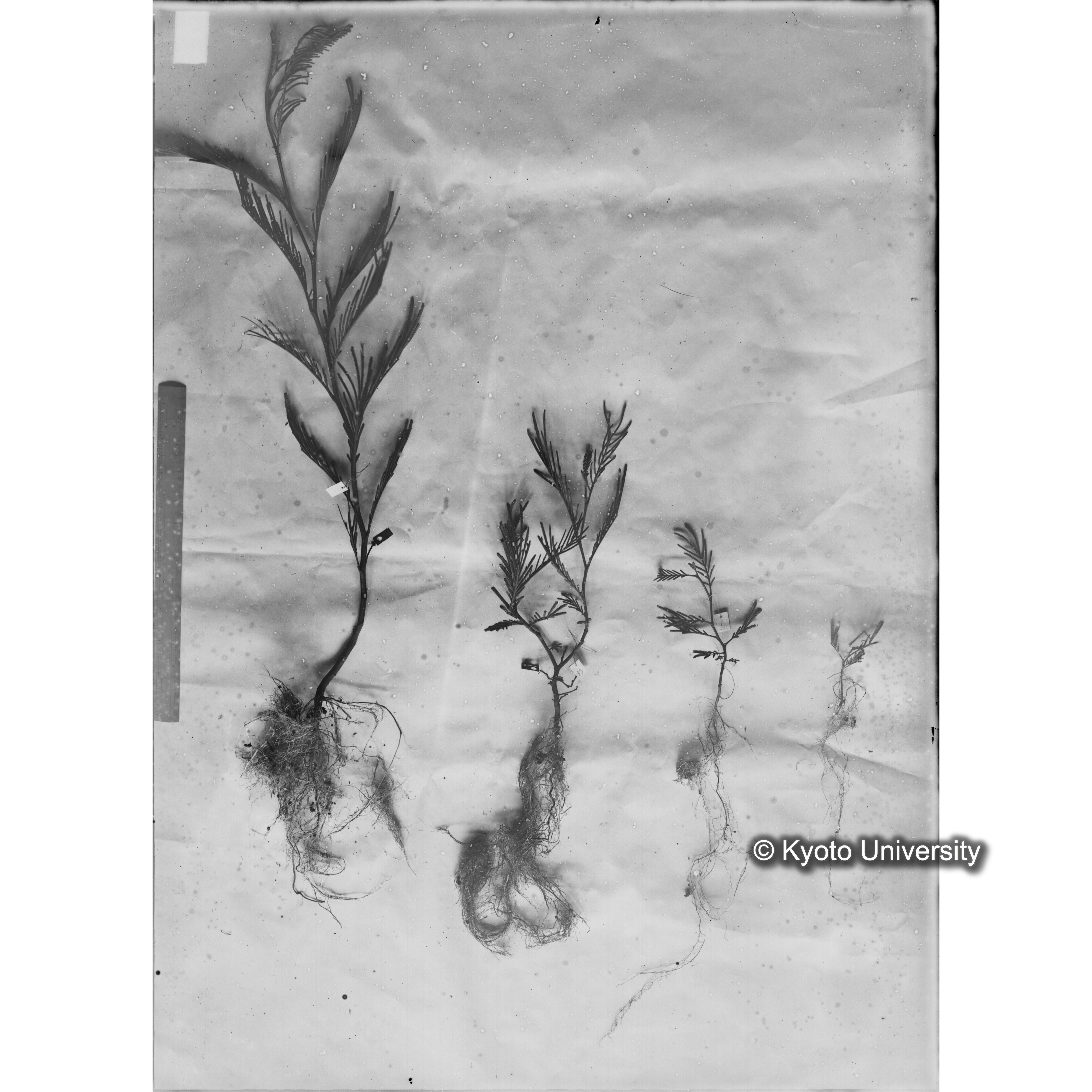 〔発芽と根４つの比較写真　左肩に「3」と書かれた紙で貼り付けられている〕 (1)