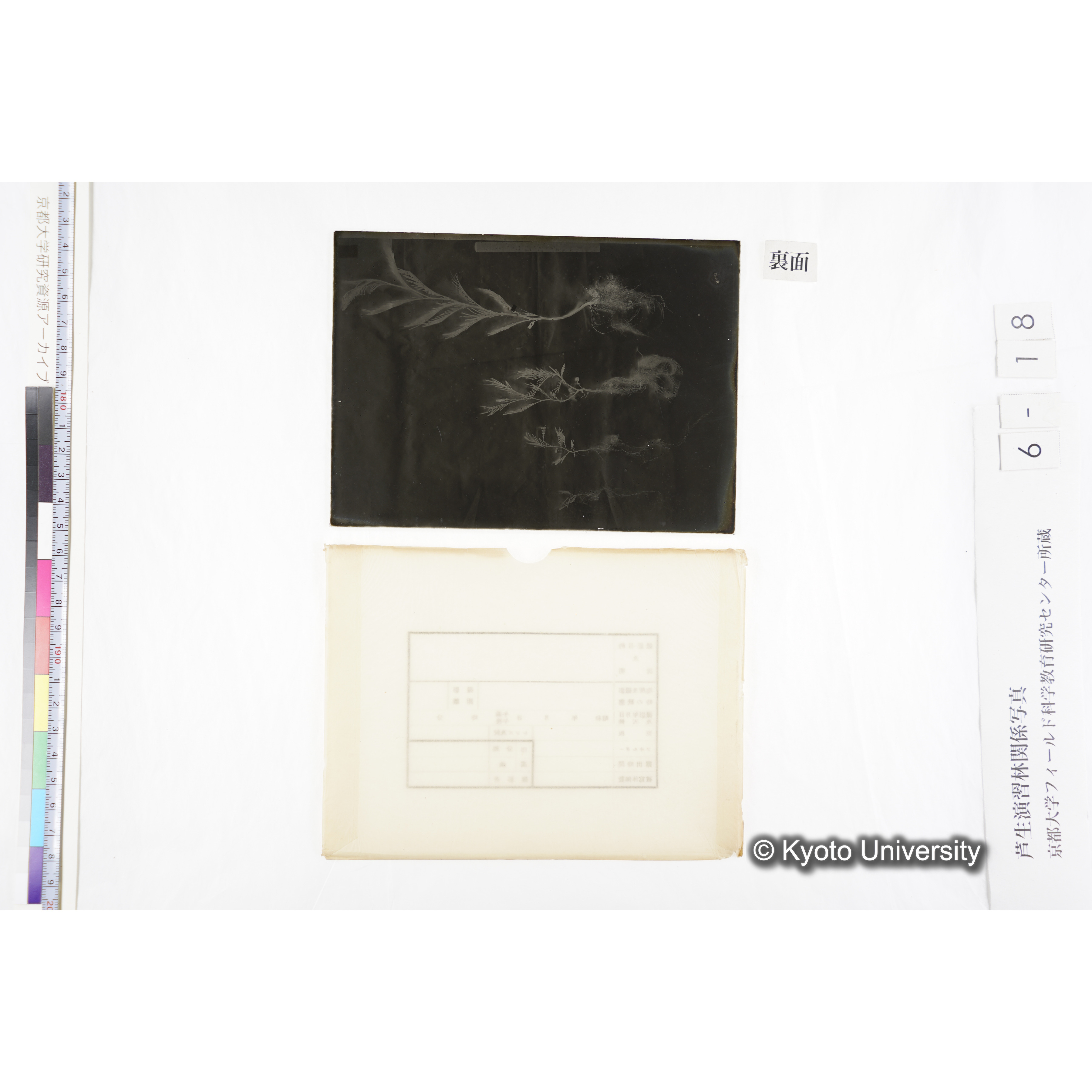 〔発芽と根４つの比較写真　左肩に「3」と書かれた紙で貼り付けられている〕 (2)