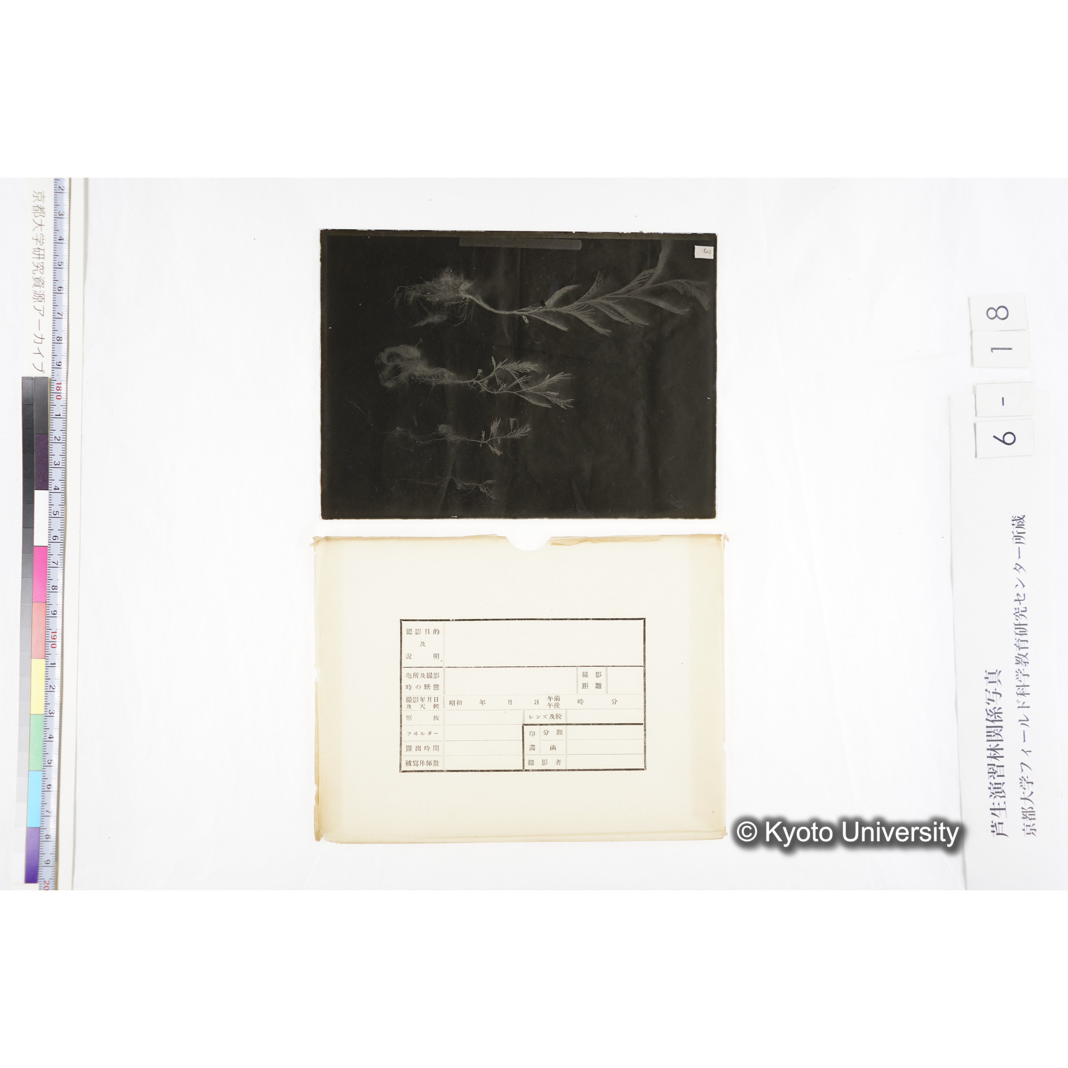 〔発芽と根４つの比較写真　左肩に「3」と書かれた紙で貼り付けられている〕 (4)