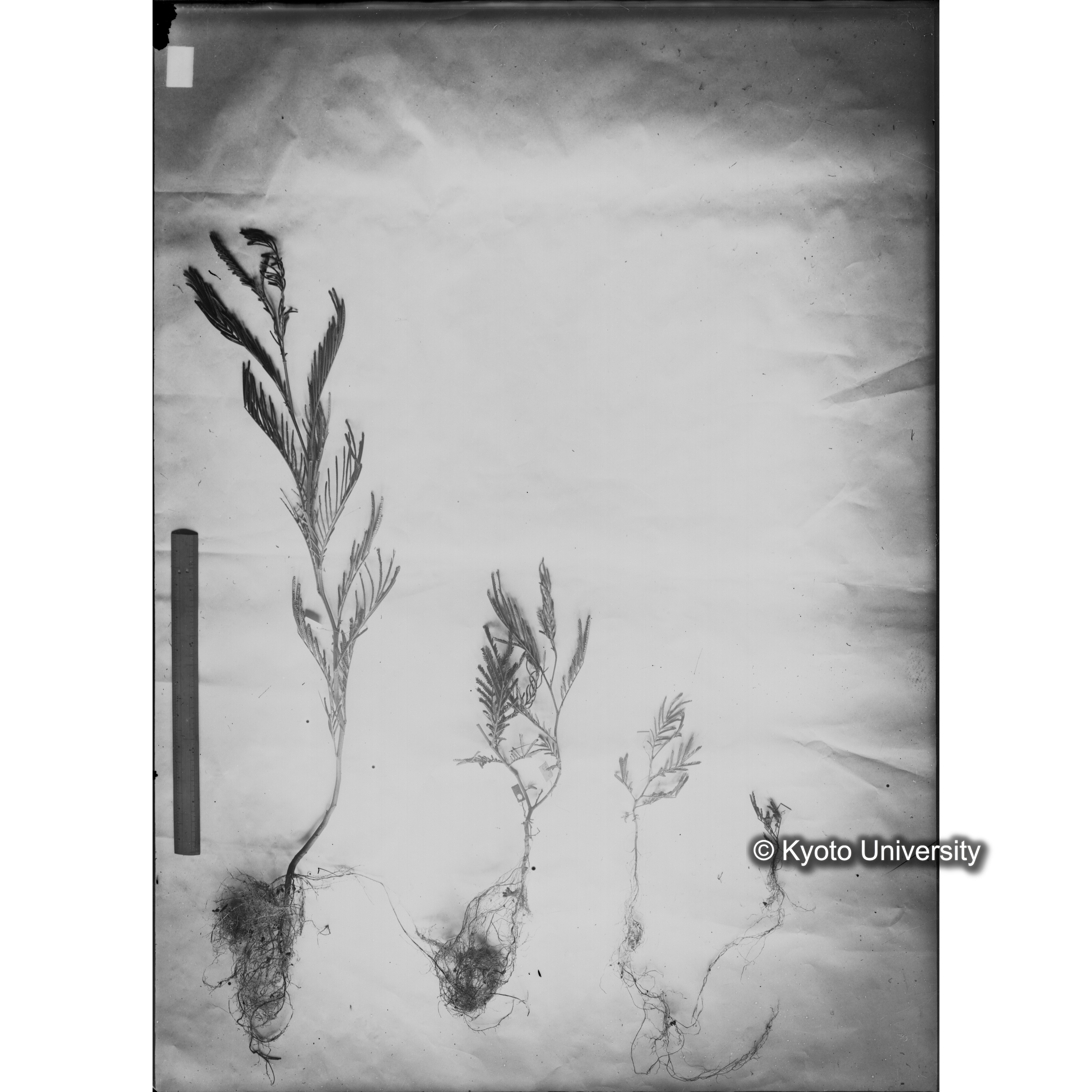 〔発芽と根４つの比較写真　左肩に「3'」と書かれた紙で貼り付けられている〕 (1)