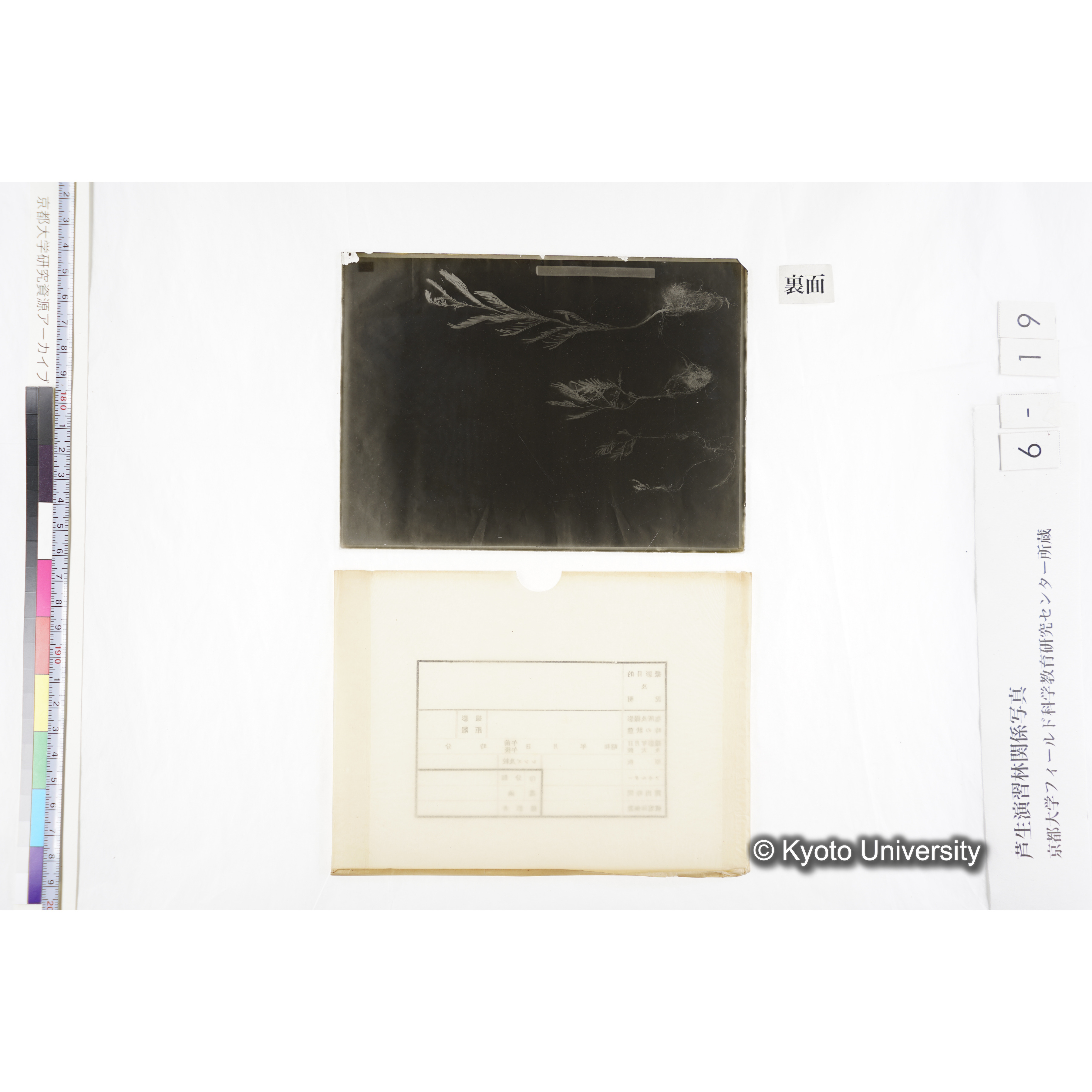 〔発芽と根４つの比較写真　左肩に「3'」と書かれた紙で貼り付けられている〕 (2)