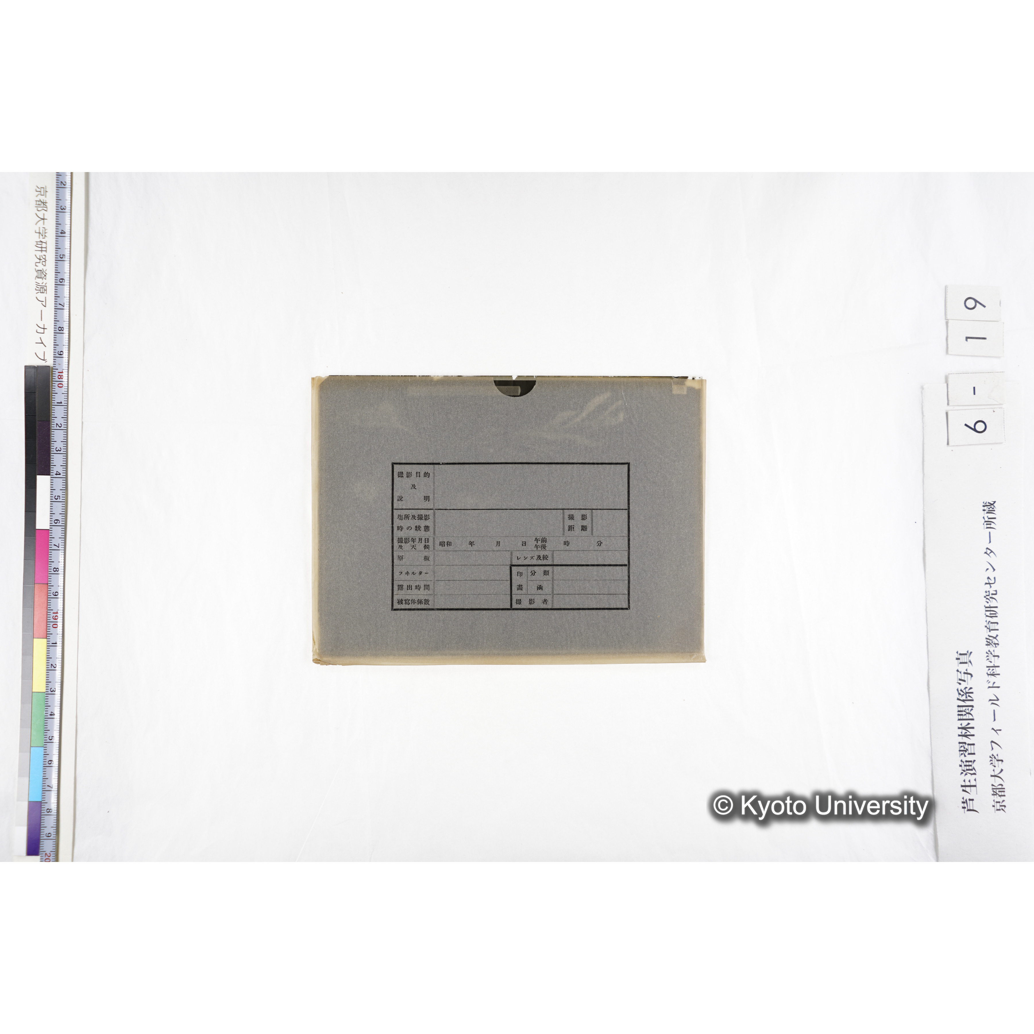 〔発芽と根４つの比較写真　左肩に「3'」と書かれた紙で貼り付けられている〕 (3)