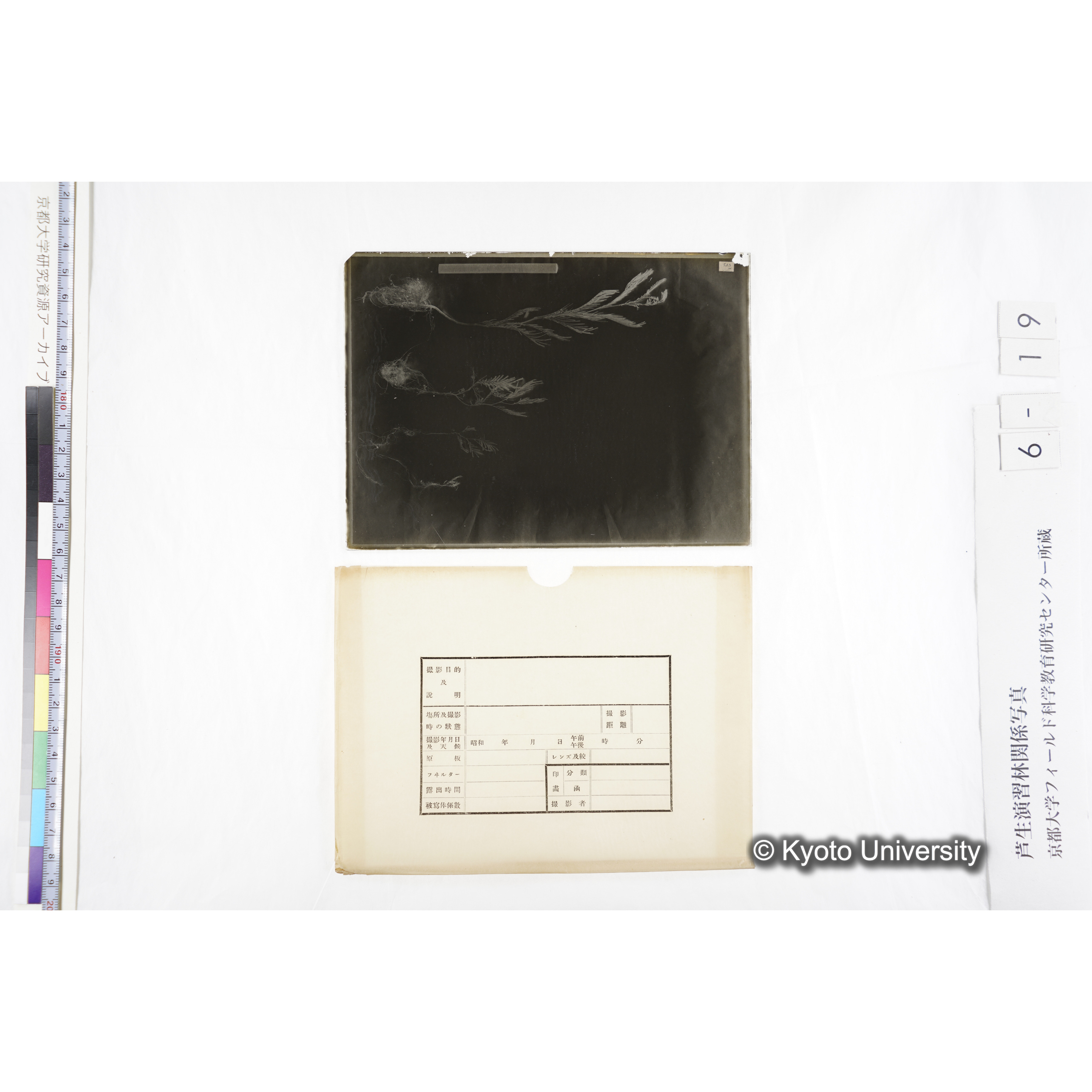 〔発芽と根４つの比較写真　左肩に「3'」と書かれた紙で貼り付けられている〕 (4)