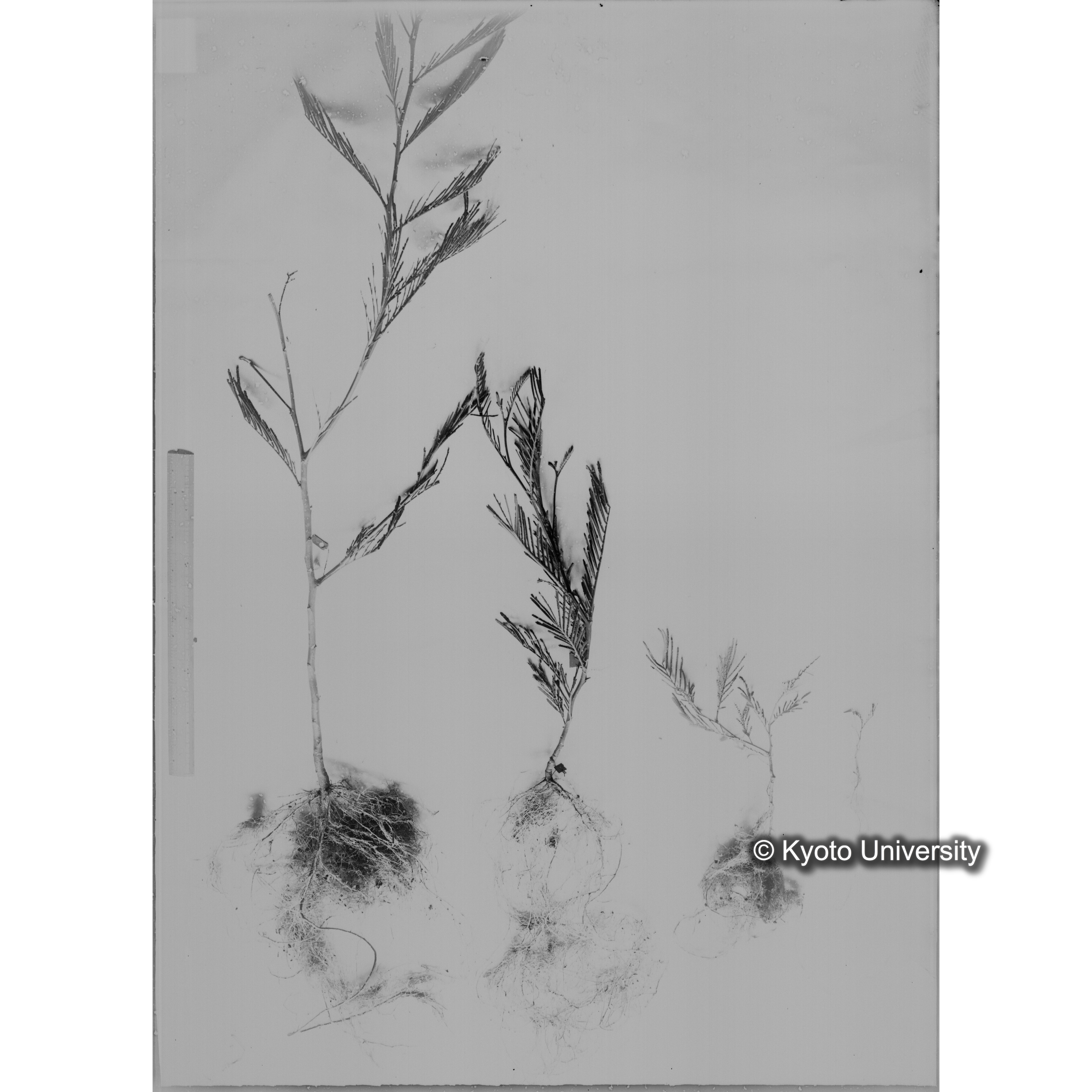 〔発芽と根3つの比較写真　左肩に「2」と書かれた紙で貼り付けられている〕 (1)