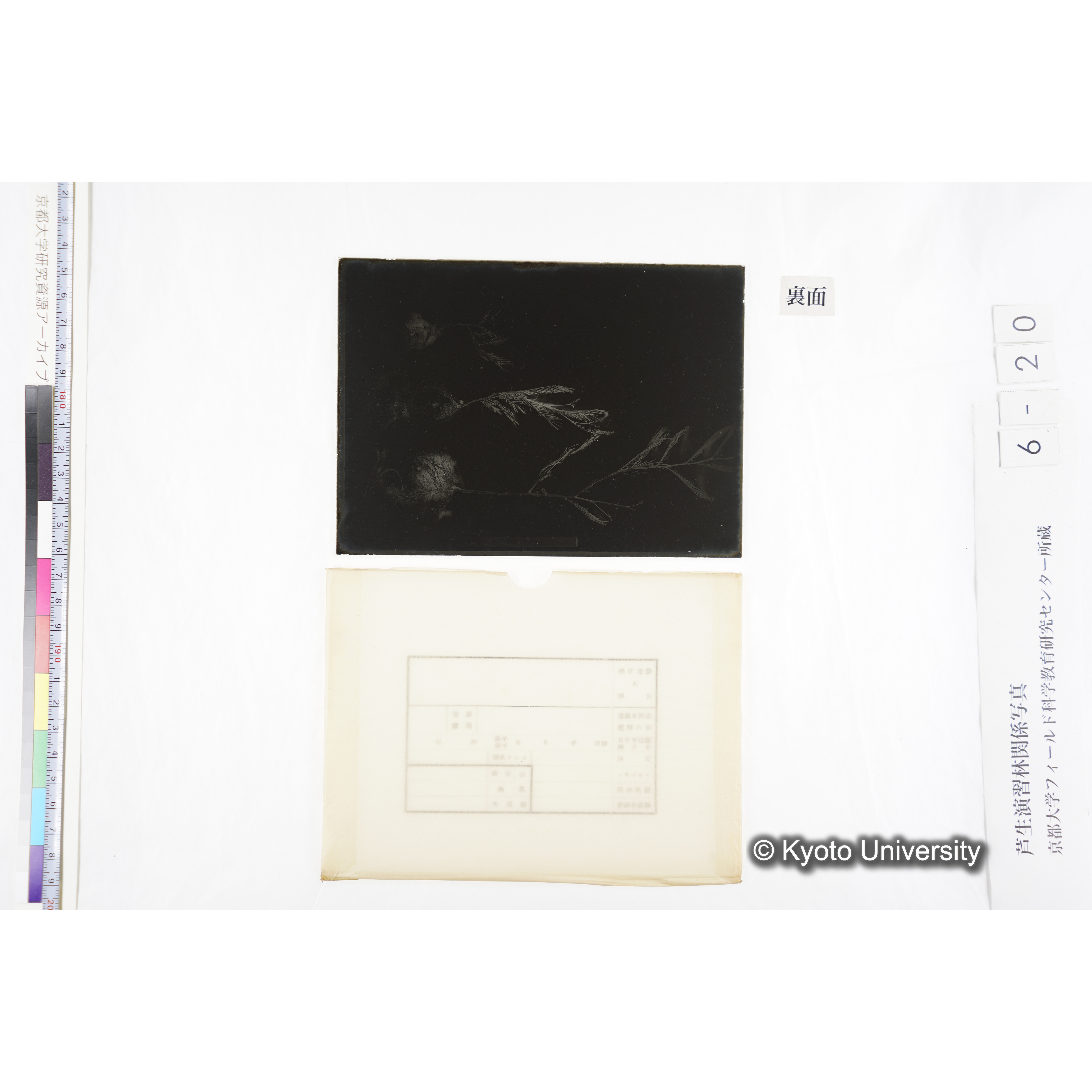 〔発芽と根3つの比較写真　左肩に「2」と書かれた紙で貼り付けられている〕 (2)