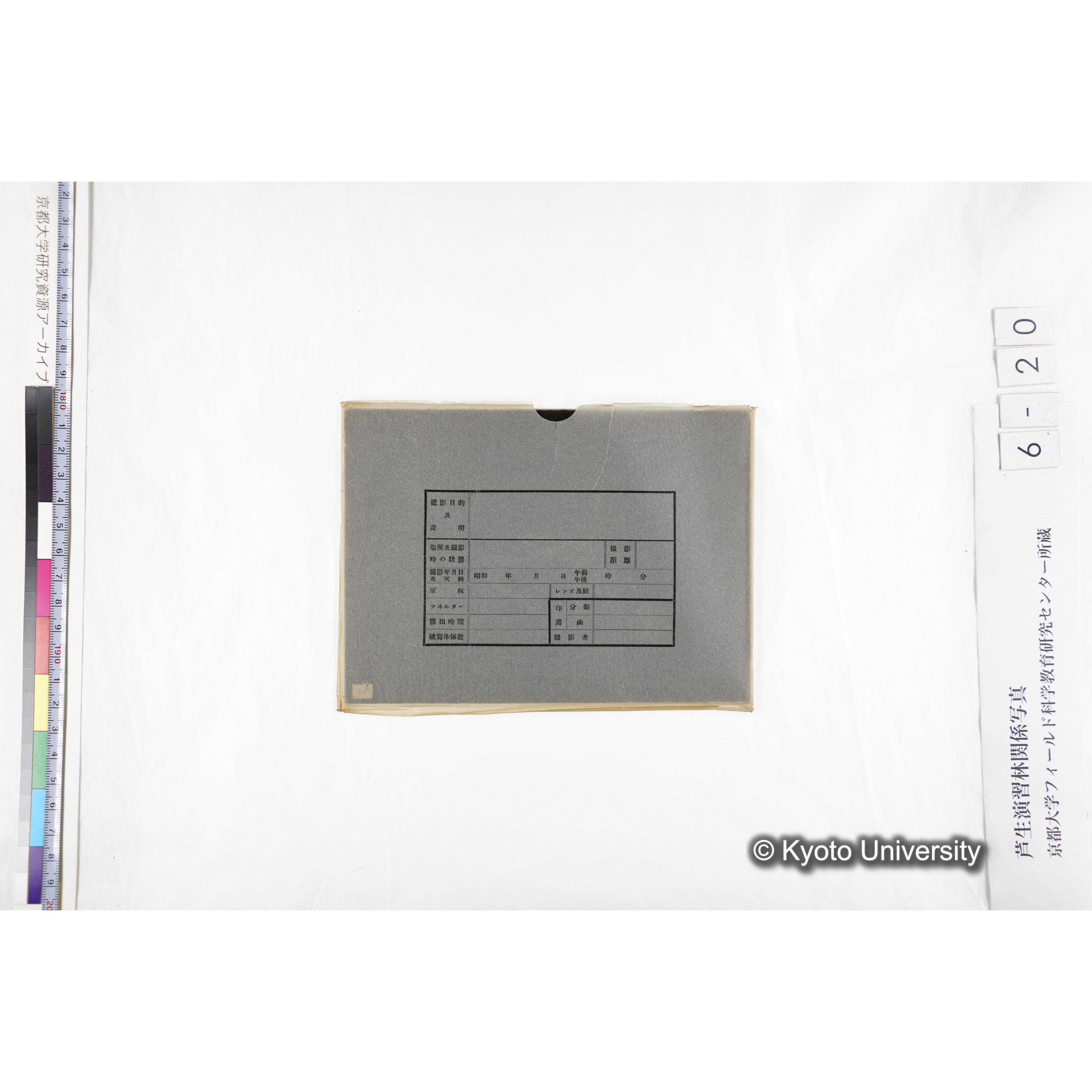 〔発芽と根3つの比較写真　左肩に「2」と書かれた紙で貼り付けられている〕 (3)