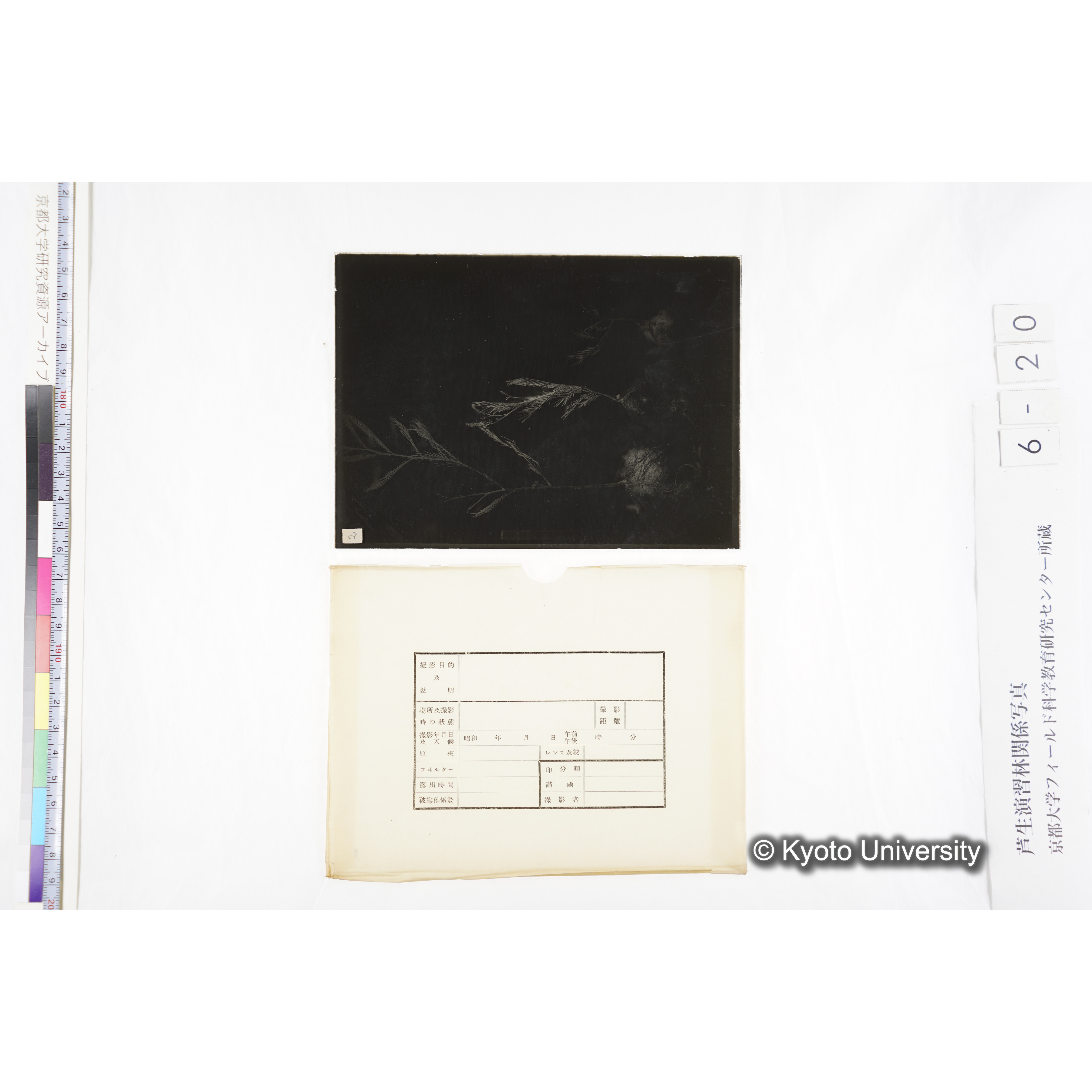 〔発芽と根3つの比較写真　左肩に「2」と書かれた紙で貼り付けられている〕 (4)