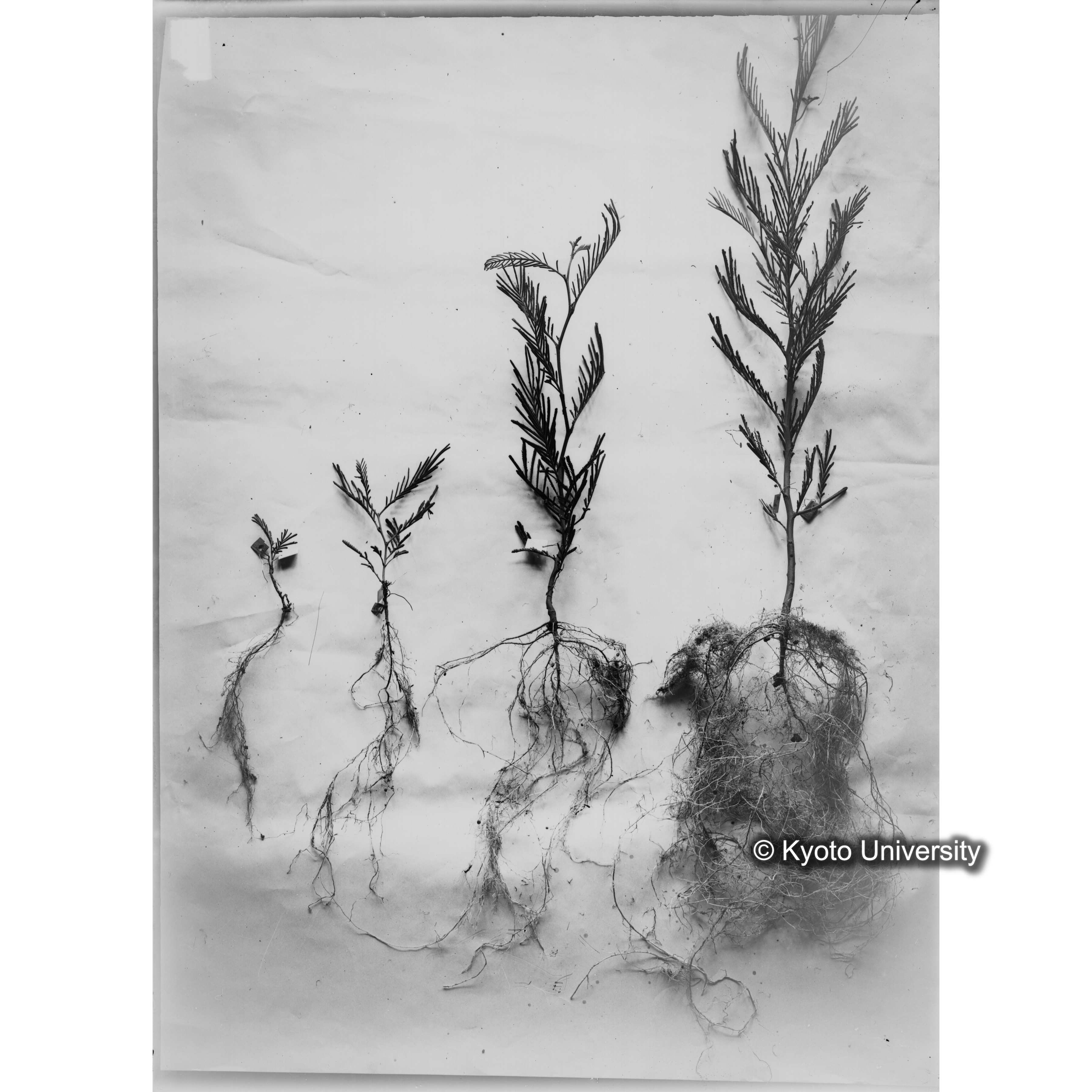 〔発芽と根４つの比較写真　左肩に「1」と書かれた紙で貼り付けられている〕 (1)