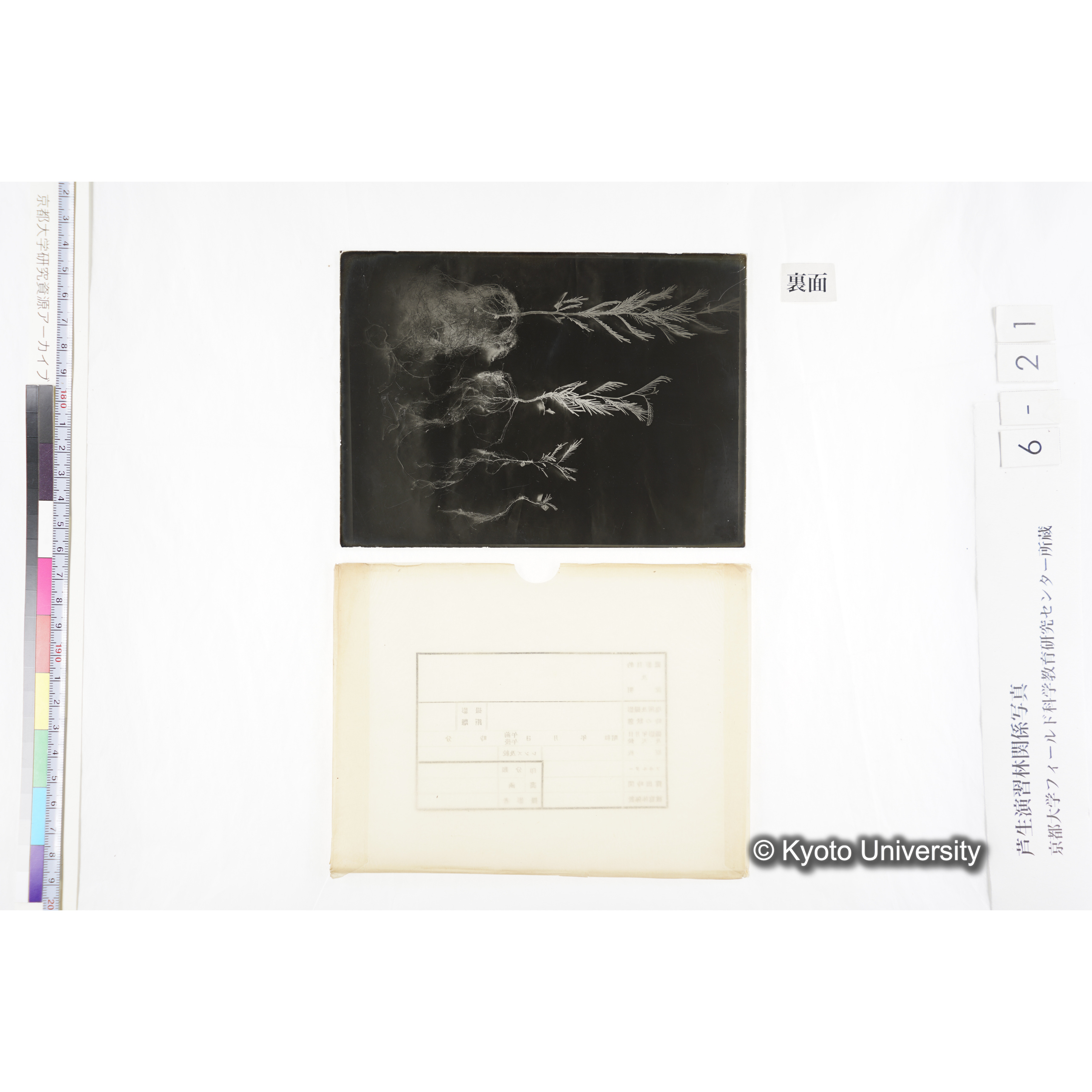 〔発芽と根４つの比較写真　左肩に「1」と書かれた紙で貼り付けられている〕 (2)