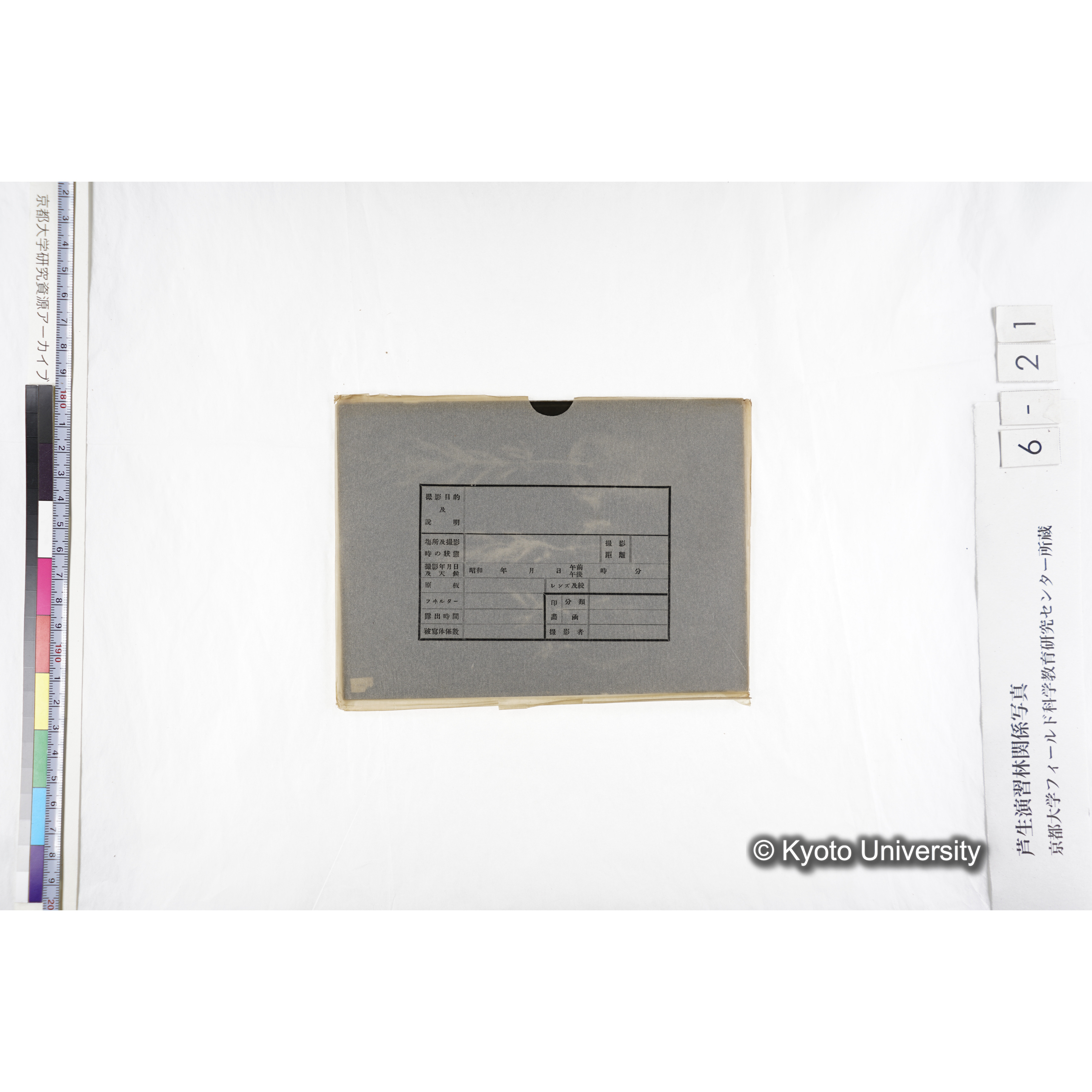 〔発芽と根４つの比較写真　左肩に「1」と書かれた紙で貼り付けられている〕 (3)