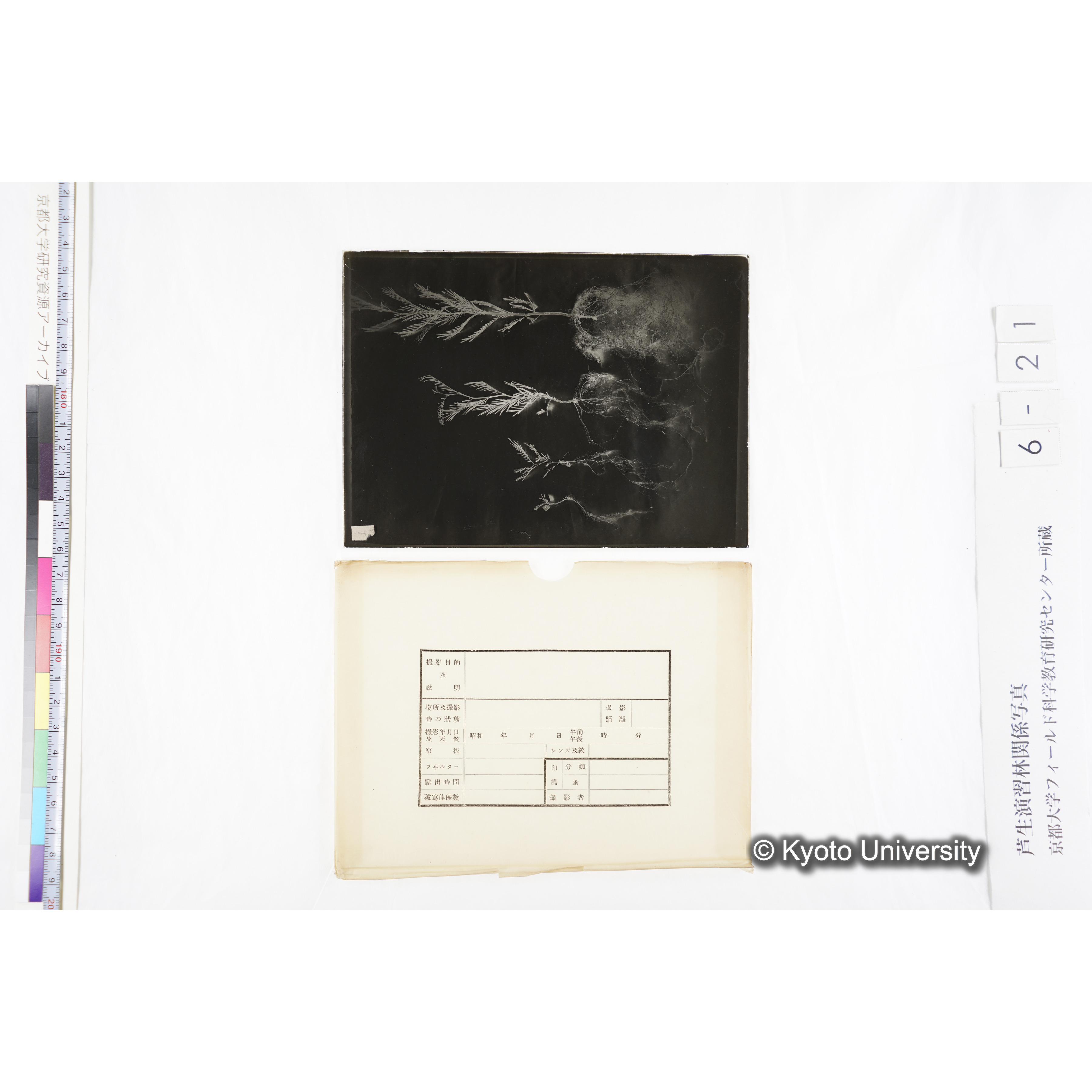 〔発芽と根４つの比較写真　左肩に「1」と書かれた紙で貼り付けられている〕 (4)