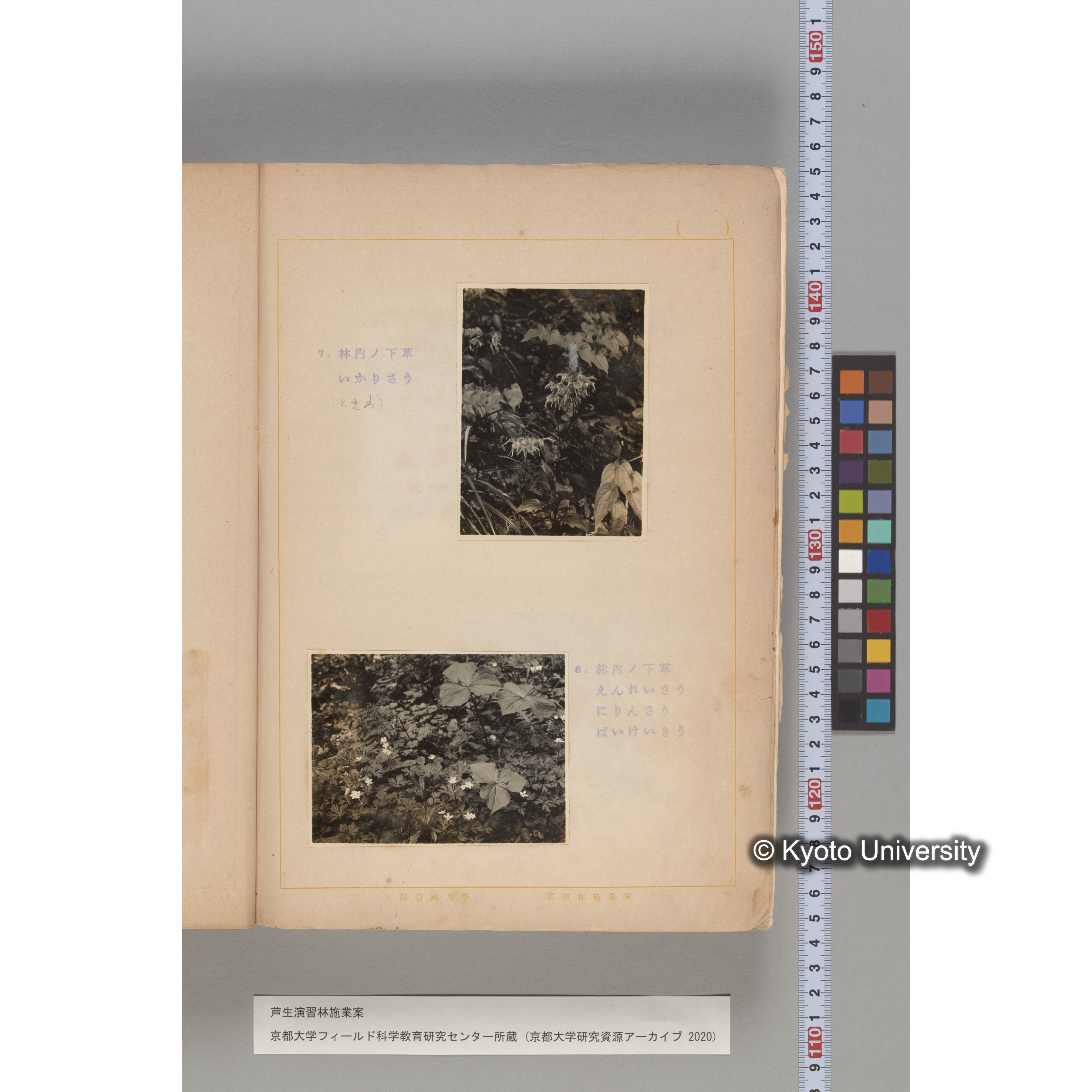 芦生演習林 施業案 実行期間 自昭和5年 至昭和14年. (194)