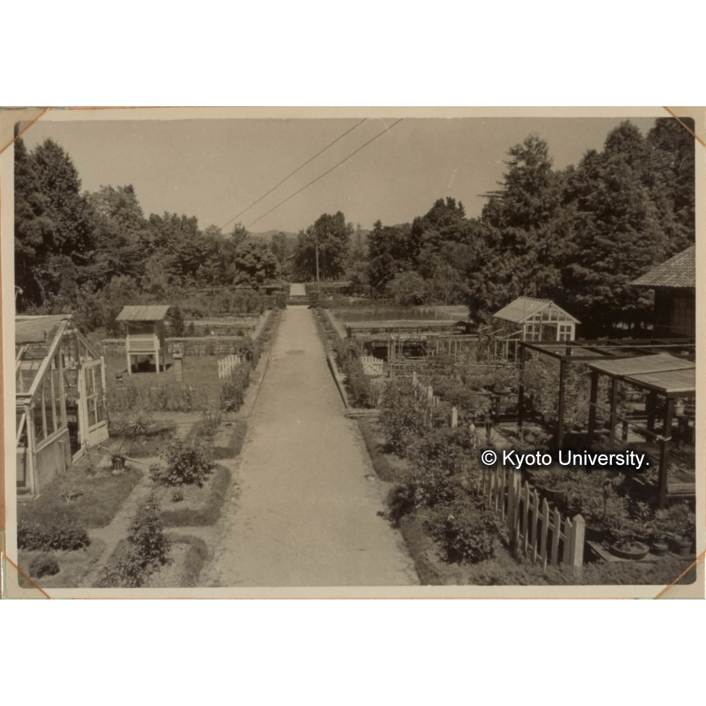 本部試験地の圃場全景　この外に見本林がある。学生の実習に教官の研究に利用されることが最も多い。 (1)