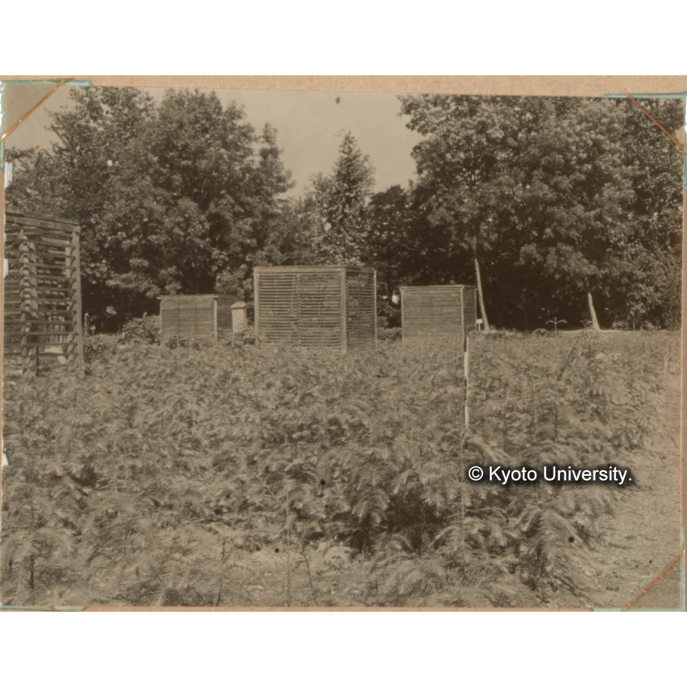 [国内演習林緑アルバム1957(緑色表紙)No.1のうち.] (1)