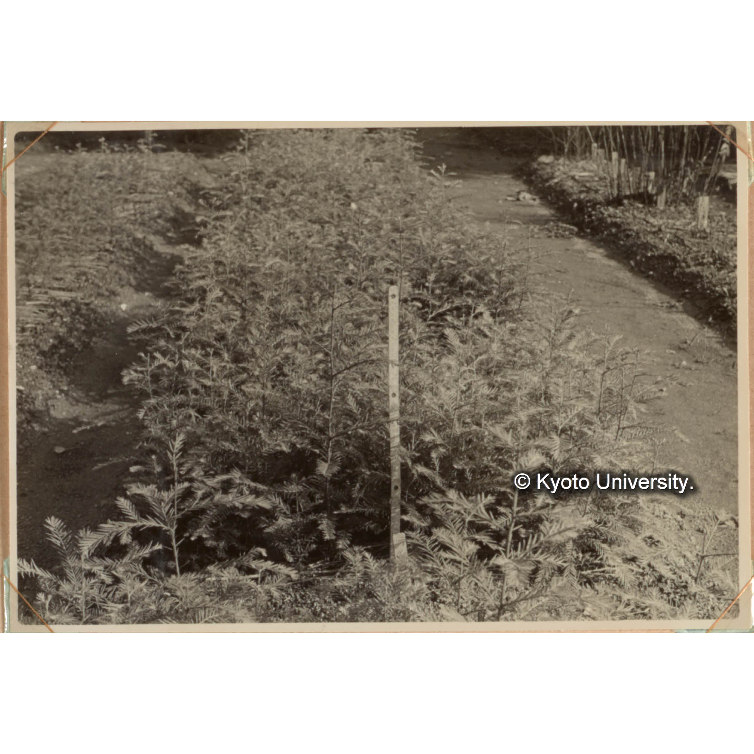 Sequoia苗の養成試験(1)　母樹 アメリカ 1955年播種・（その秋） (1)