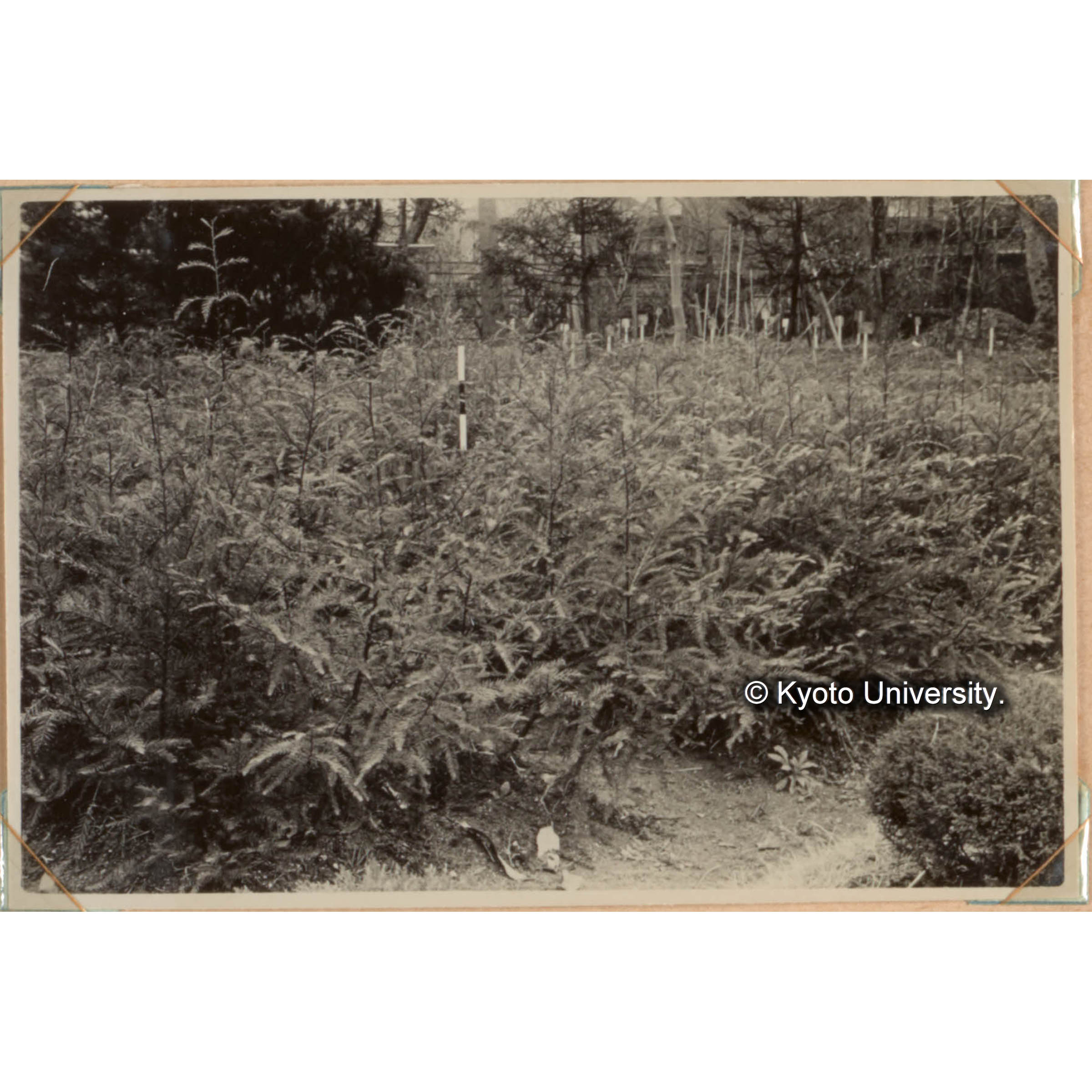 Sequoia苗の養成試験(3)　仝上 1回床替　1956年の秋の状態 (1)