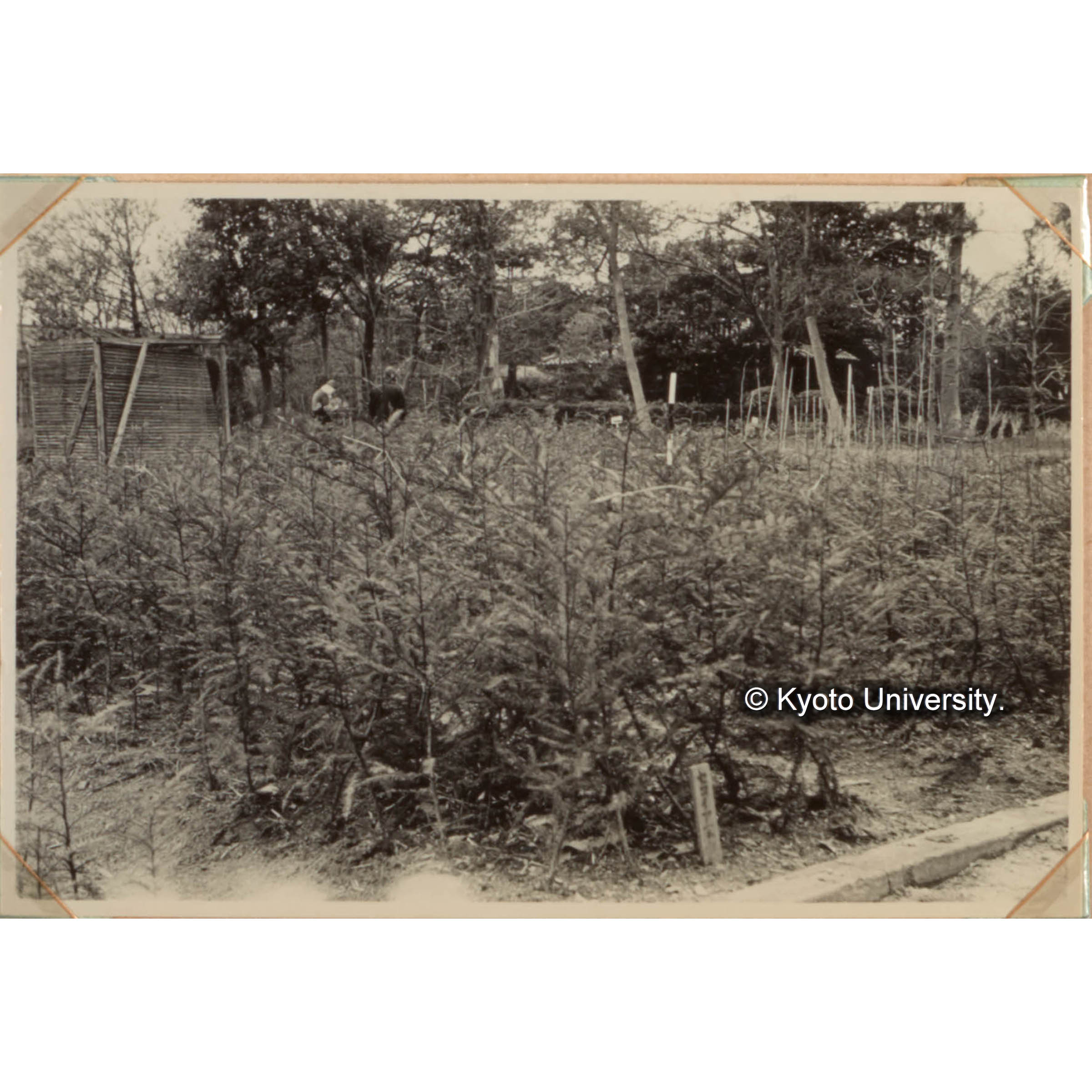 Sequoia苗養成試験(5)　1回床替 秋の大いさ(1955）　母樹 本部試験地 (1)