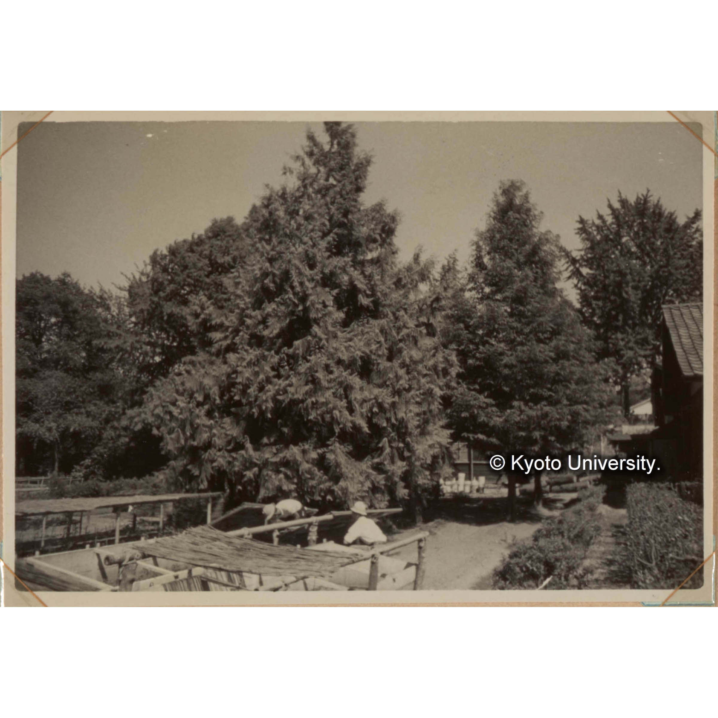 見本林 左 タイワンスギ、右 メタセコイア (1)